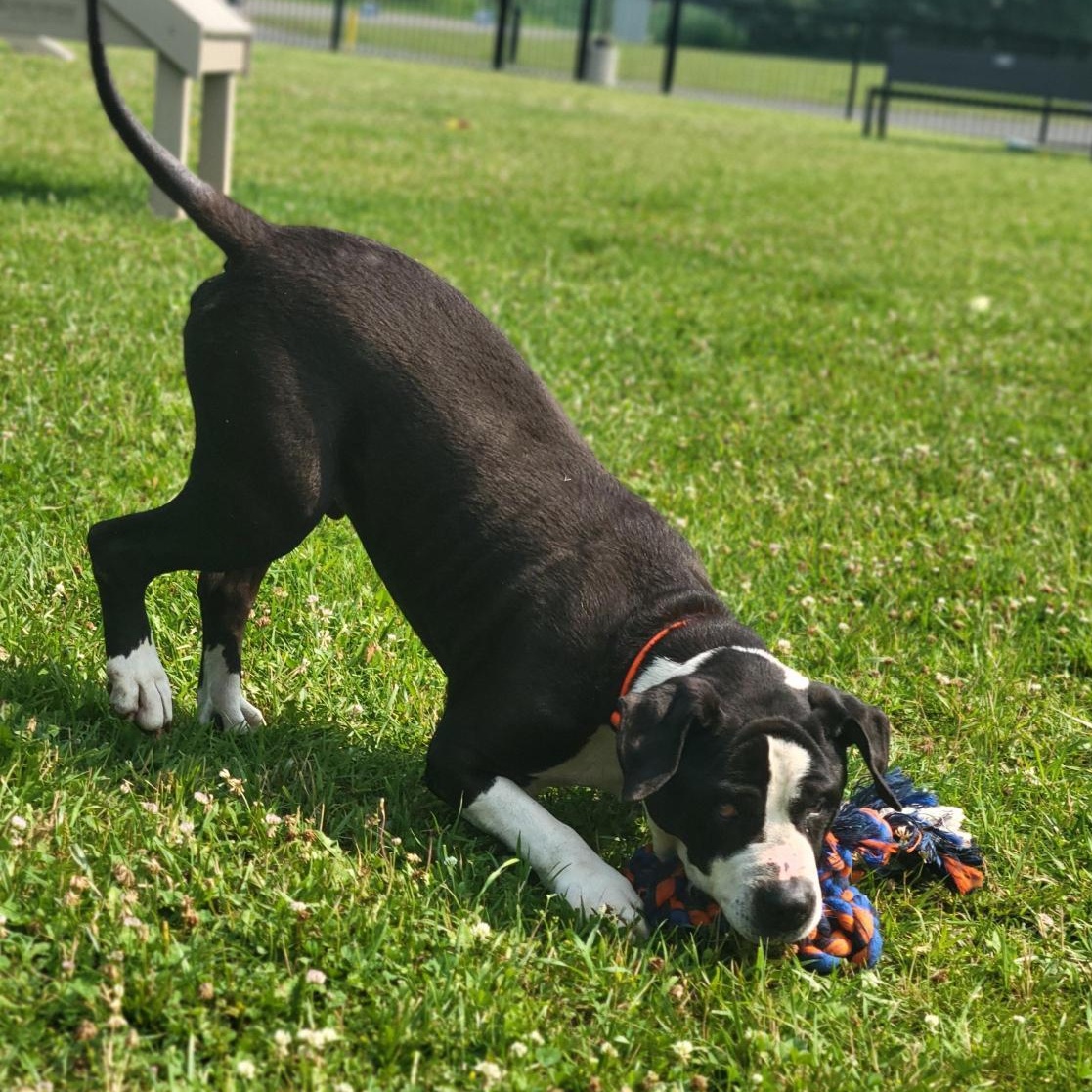 Enlarge Kyelo, a ADOPTABLE Mixed Breed in Cooperstown, NY image 5/6