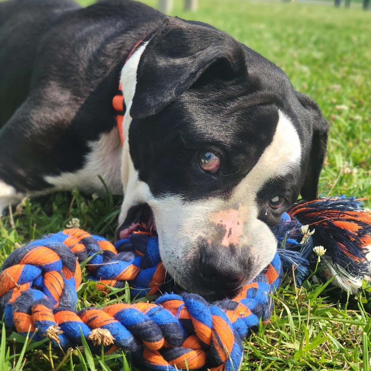Enlarge Kyelo, a ADOPTABLE Mixed Breed in Cooperstown, NY image 2/6