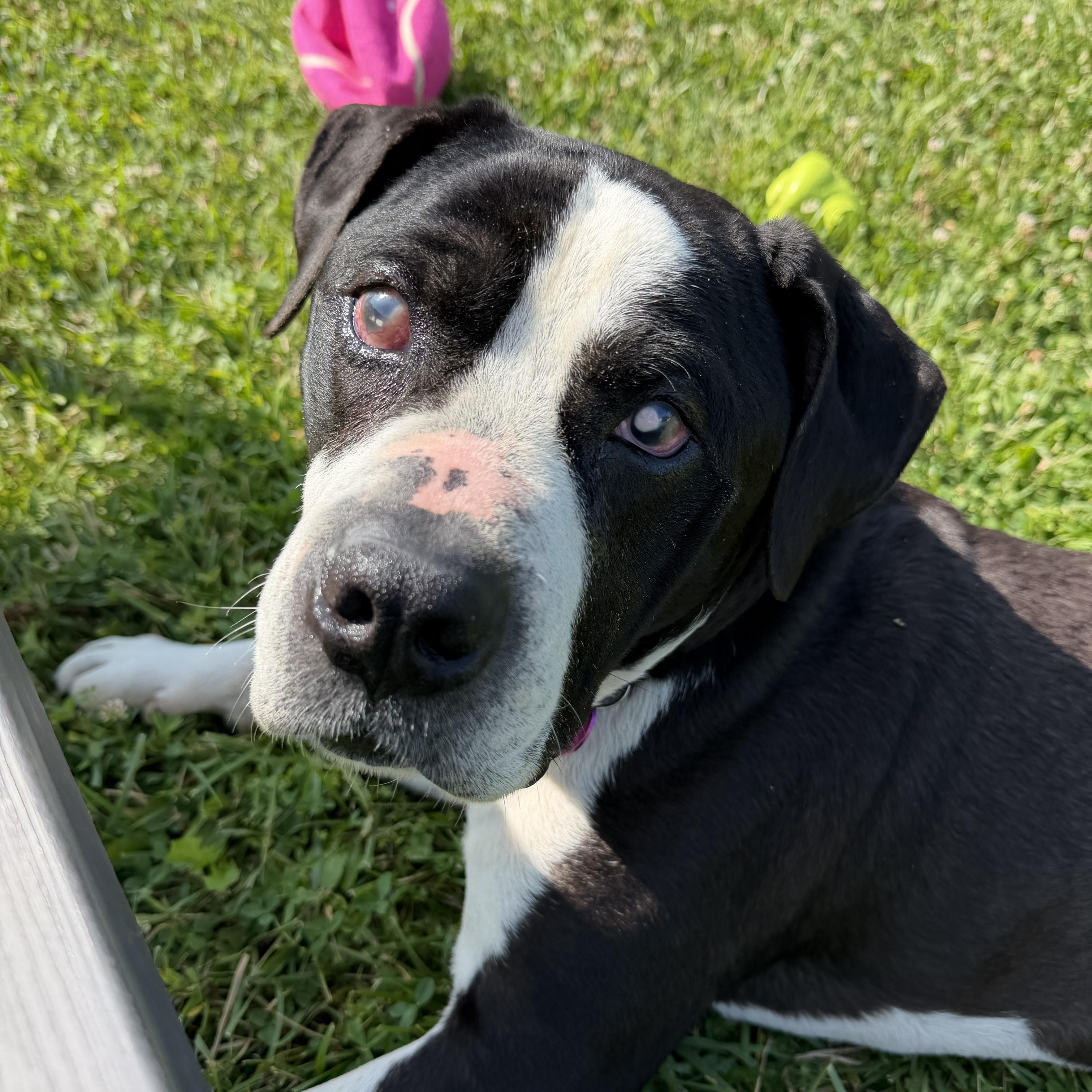 Kyelo, ADOPTABLE, Adult Male Mixed Breed.