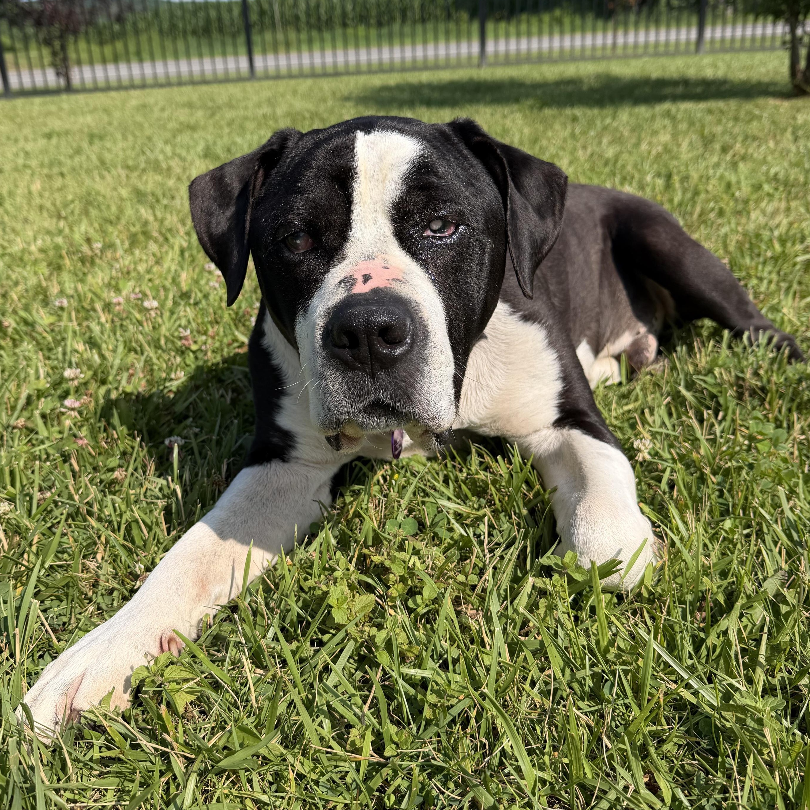 Kyelo, ADOPTABLE, Adult Male Mixed Breed.