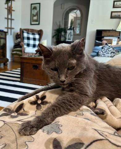 BARBARA BADDIE, Adoptable, Senior Female Russian Blue & Domestic Short Hair.