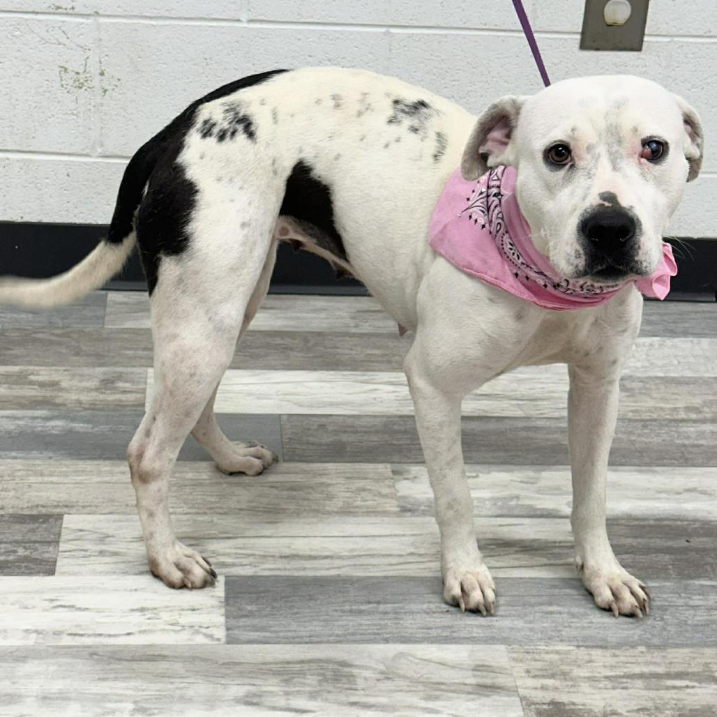 Baby Doll, Adoptable, Adult Female American Bulldog.