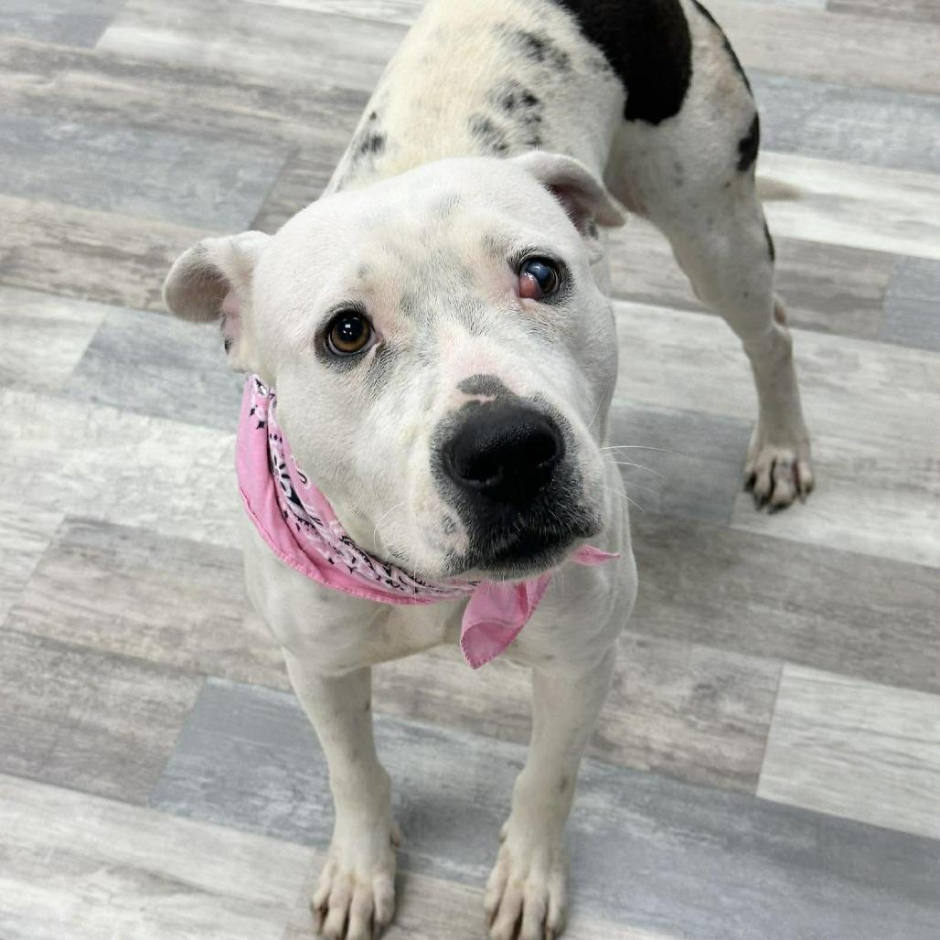 Enlarge Baby Doll, a Adoptable American Bulldog in Lufkin, TX image 2/3
