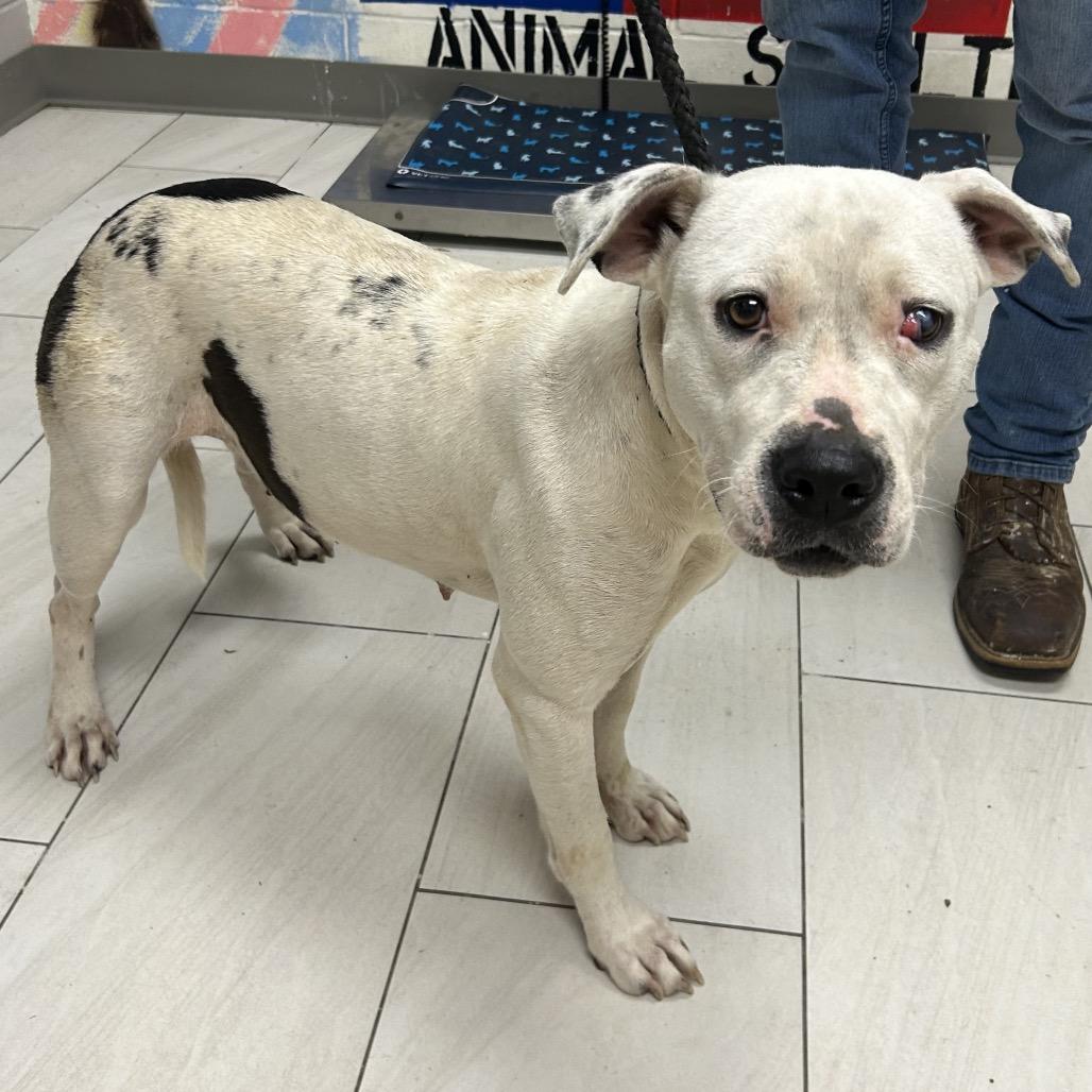 Enlarge Baby Doll, a Adoptable American Bulldog in Lufkin, TX image 3/3