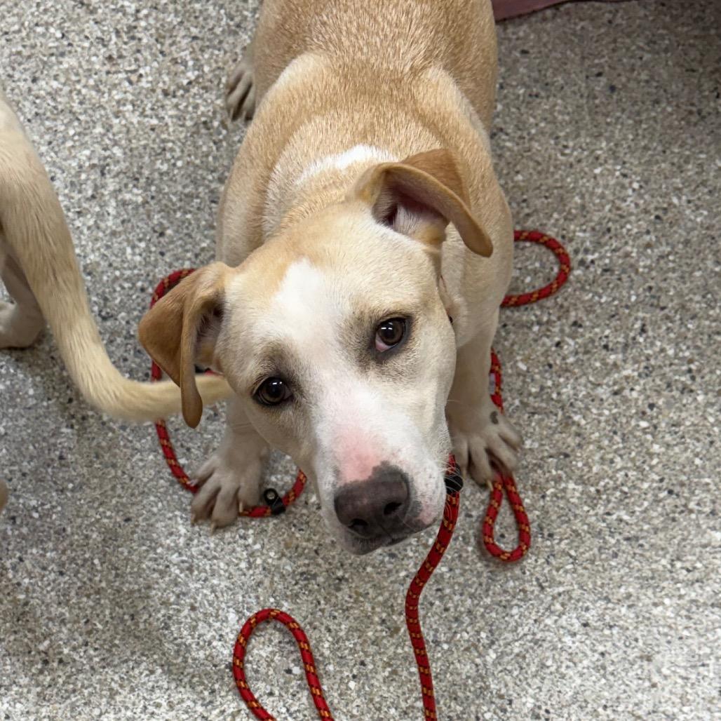 Enchanted, Adoptable, Adult Female Yellow Labrador Retriever & Mixed Breed.