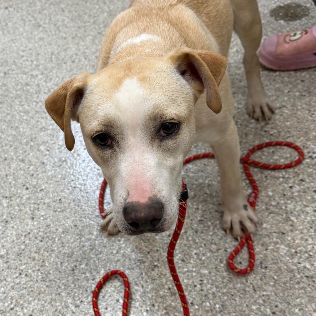 Enlarge Enchanted, a Adoptable mixed breed in Detroit Lakes, MN image 2/6