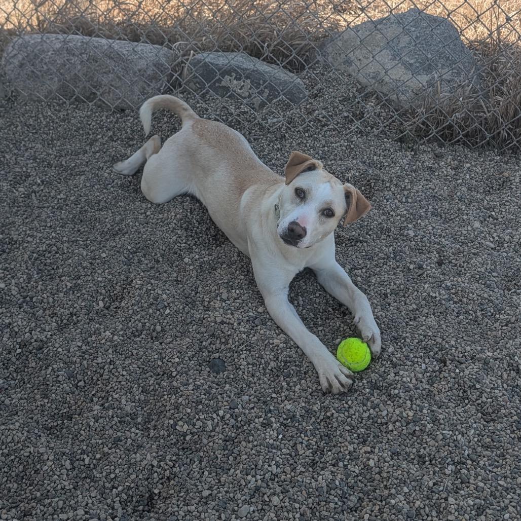 Enlarge Enchanted, a Adoptable mixed breed in Detroit Lakes, MN image 6/6