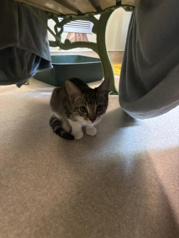 Rasputin, Adoptable, Kitten Male Domestic Short Hair.