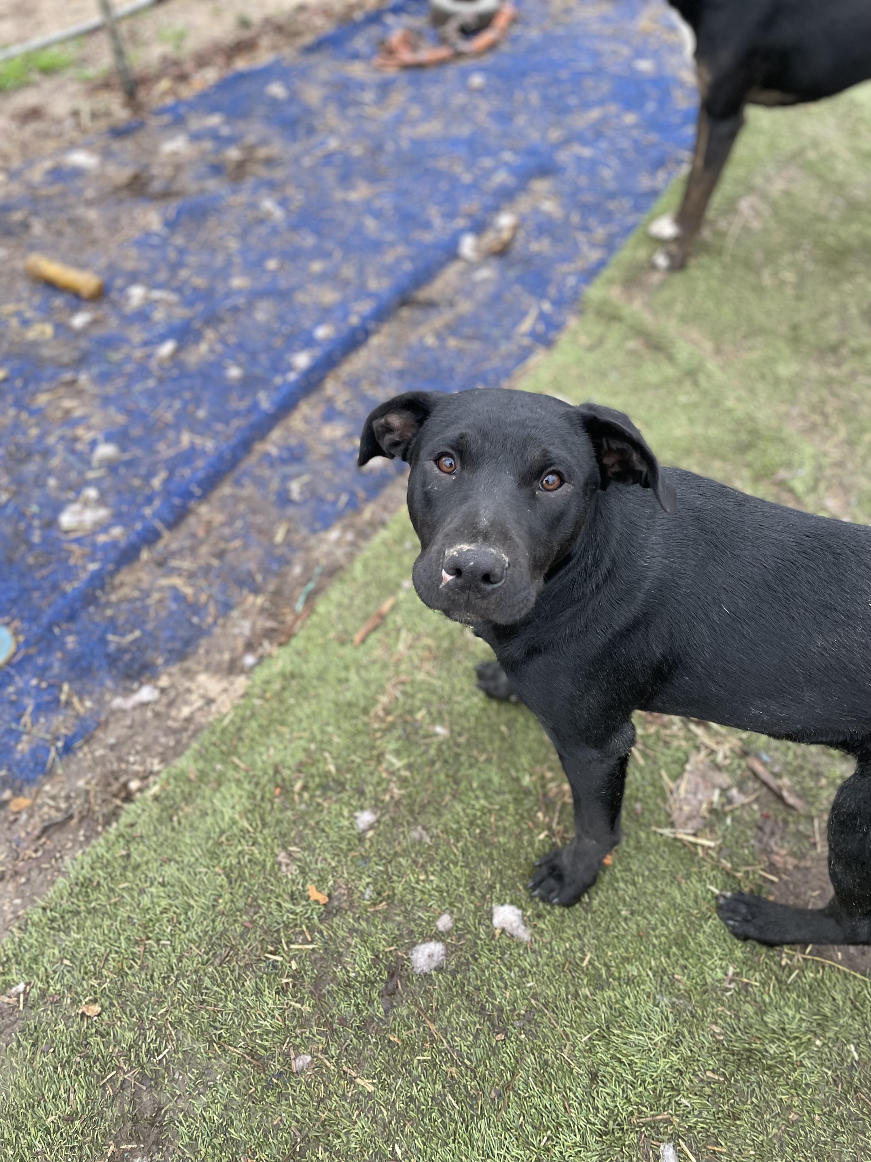 Wilma, Adoptable, Young Female Labrador Retriever.
