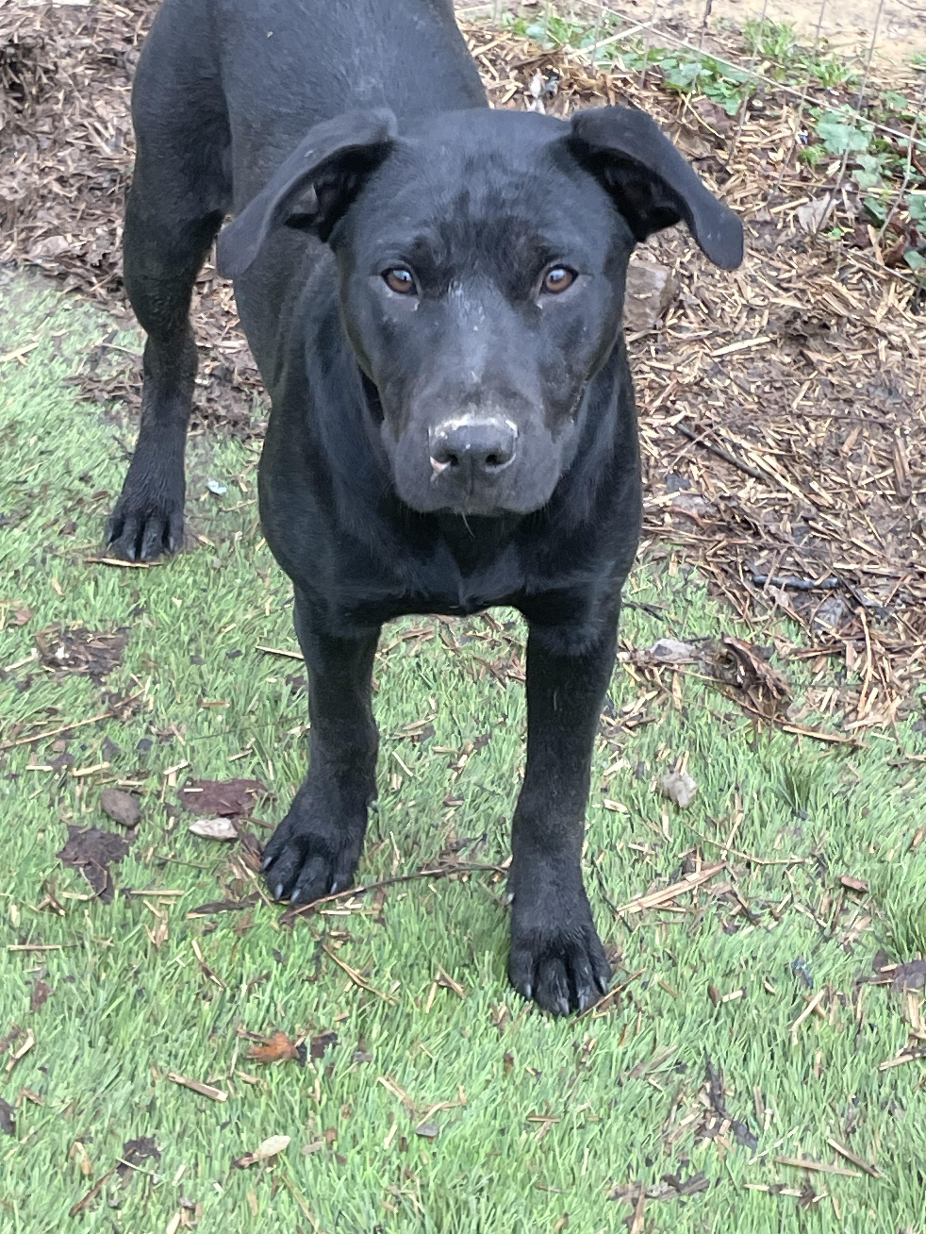 Enlarge Wilma, a Adoptable mixed breed in Tracy City , TN image 2/3