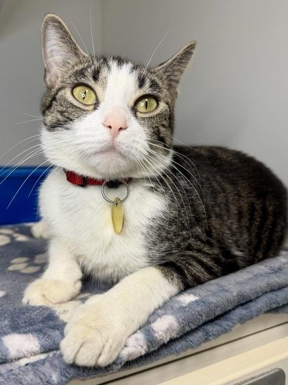 Pepper, Adoptable, Adult Female Domestic Short Hair & Domestic Short Hair.