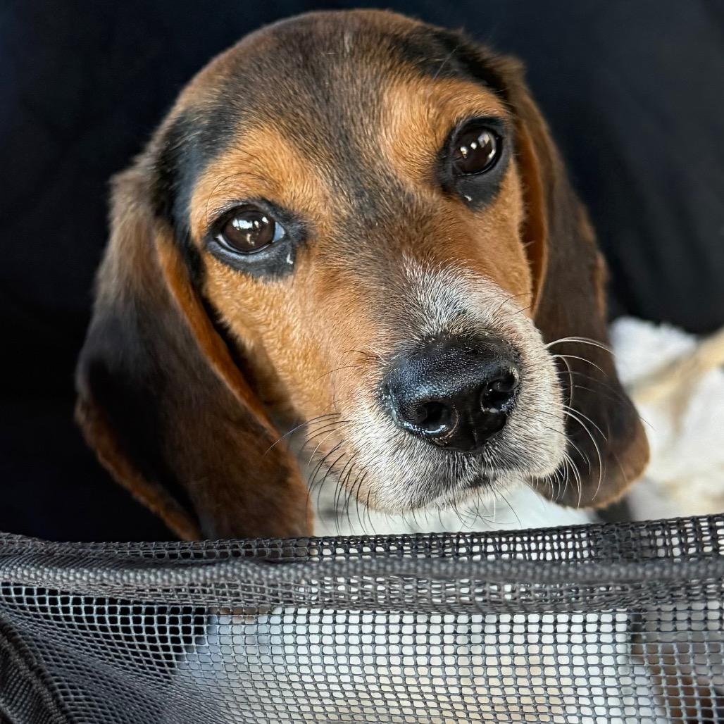 Charlie, a Adoptable Beagle in Farmington, CT image 3/3