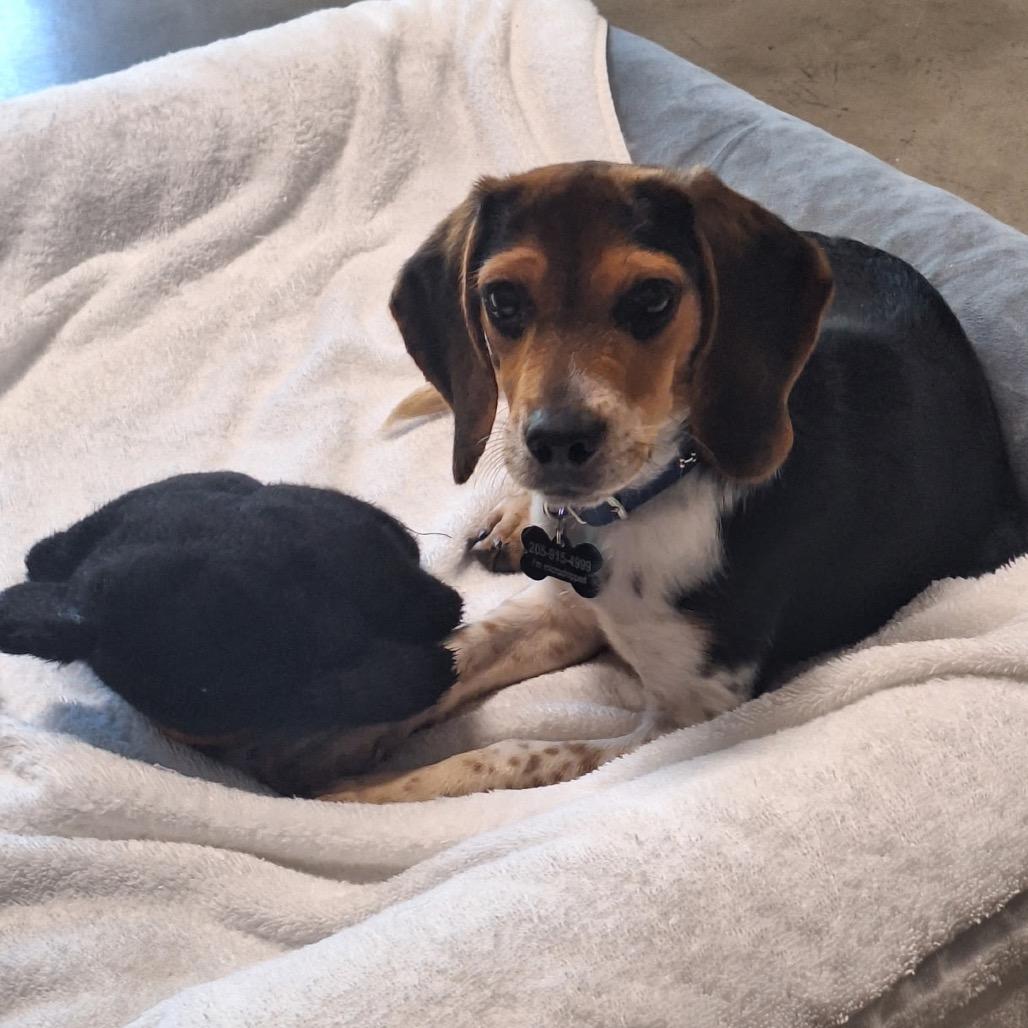 Charlie, Adoptable, Adult Male Beagle.