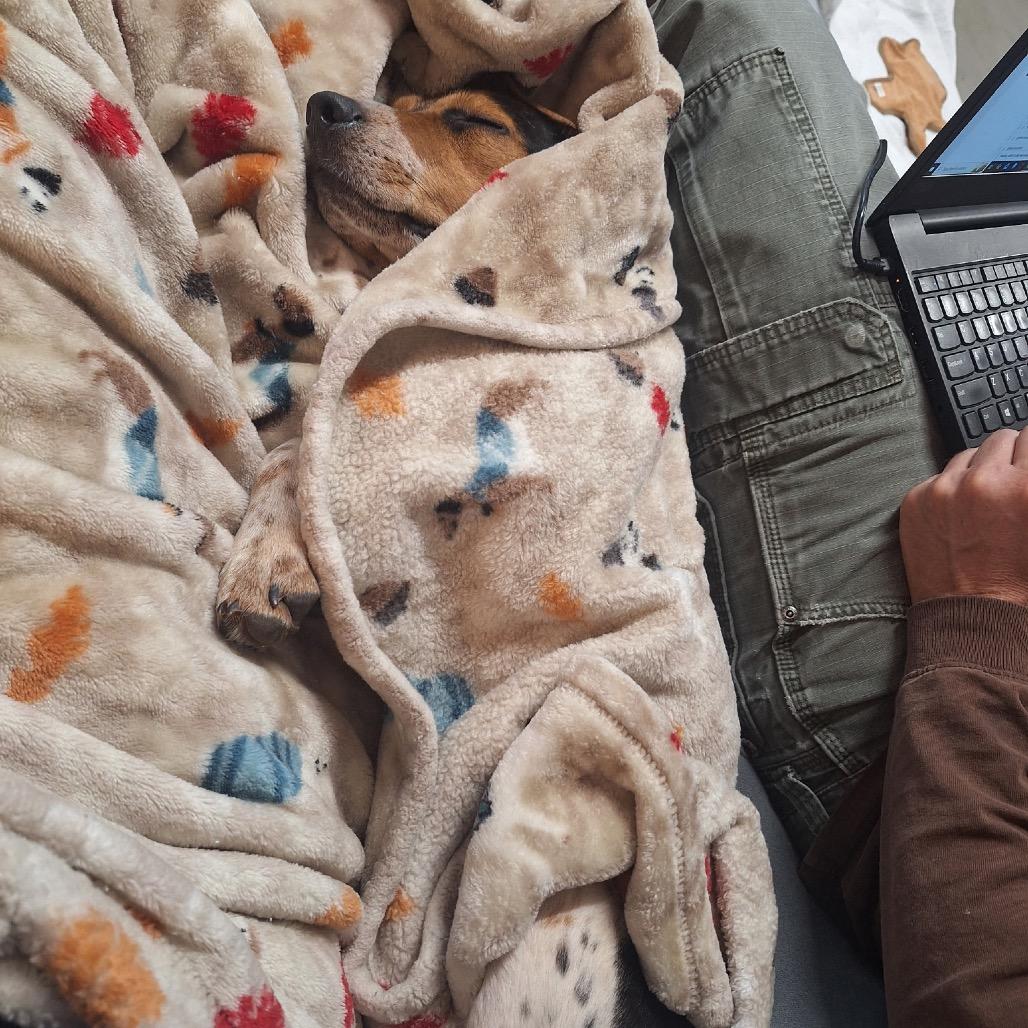 Charlie, a Adoptable Beagle in Farmington, CT image 2/3