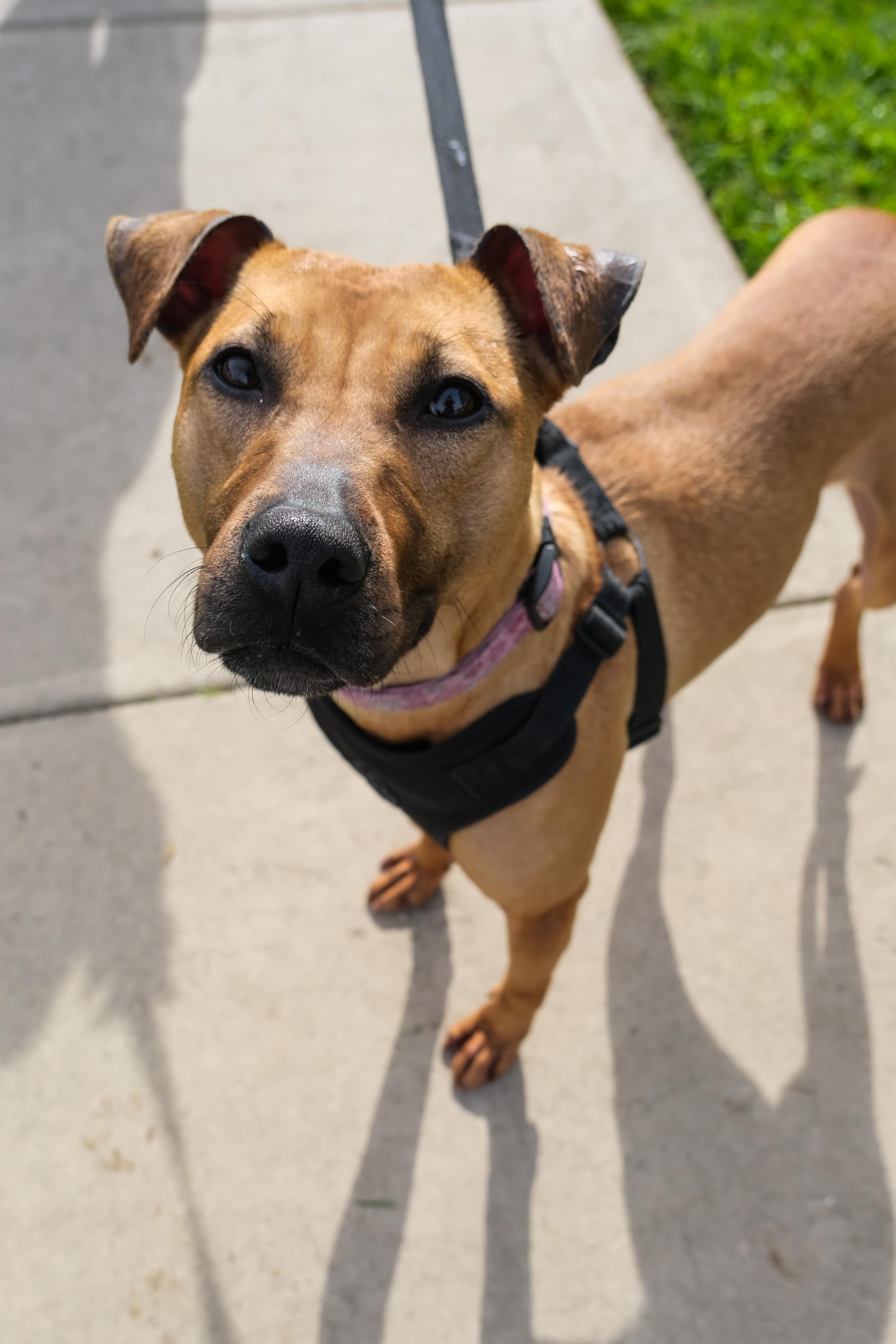 Enlarge Jubilee, a ADOPTABLE mixed breed in Newport Beach, CA image 1/4