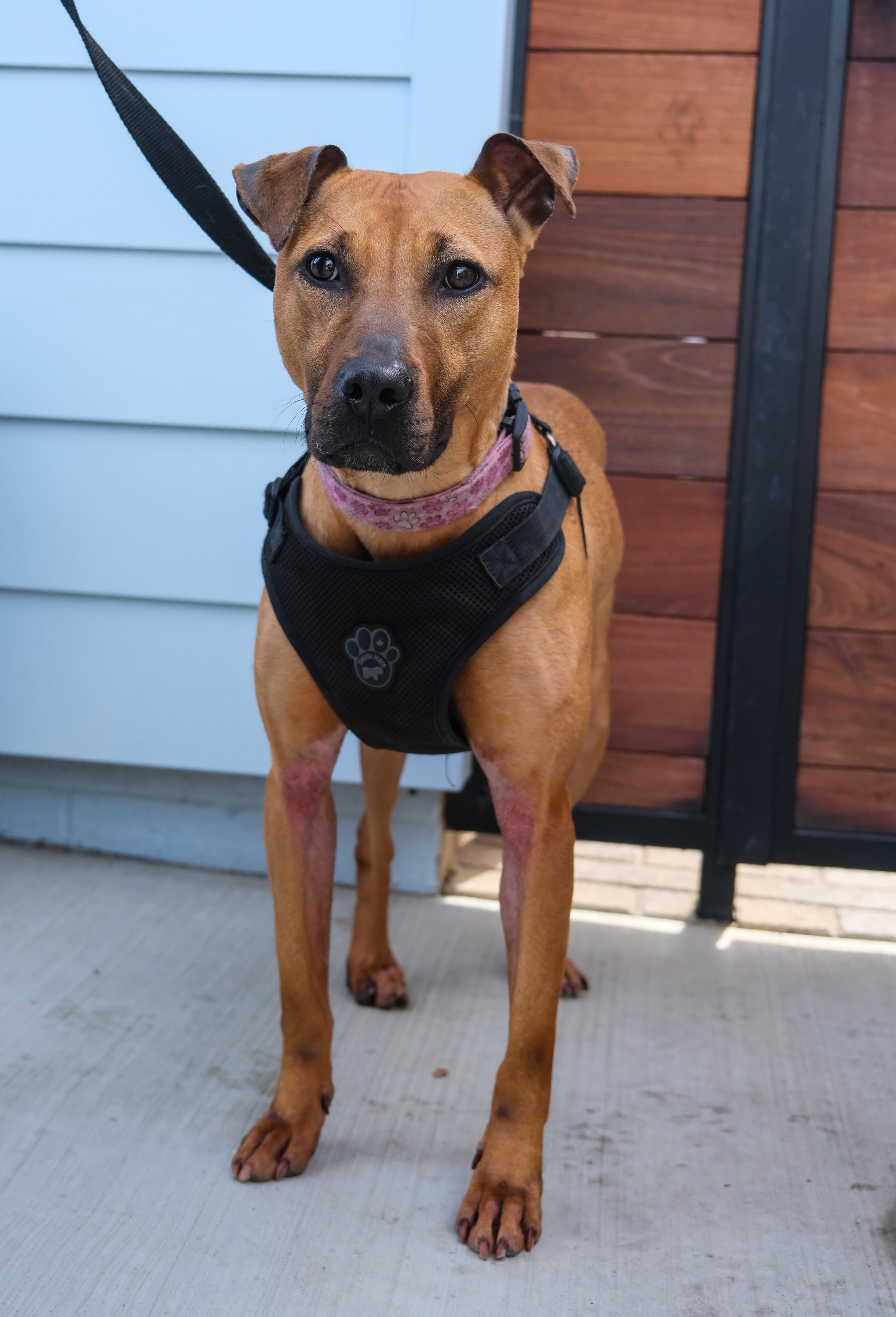 Enlarge Jubilee, a ADOPTABLE mixed breed in Newport Beach, CA image 3/4