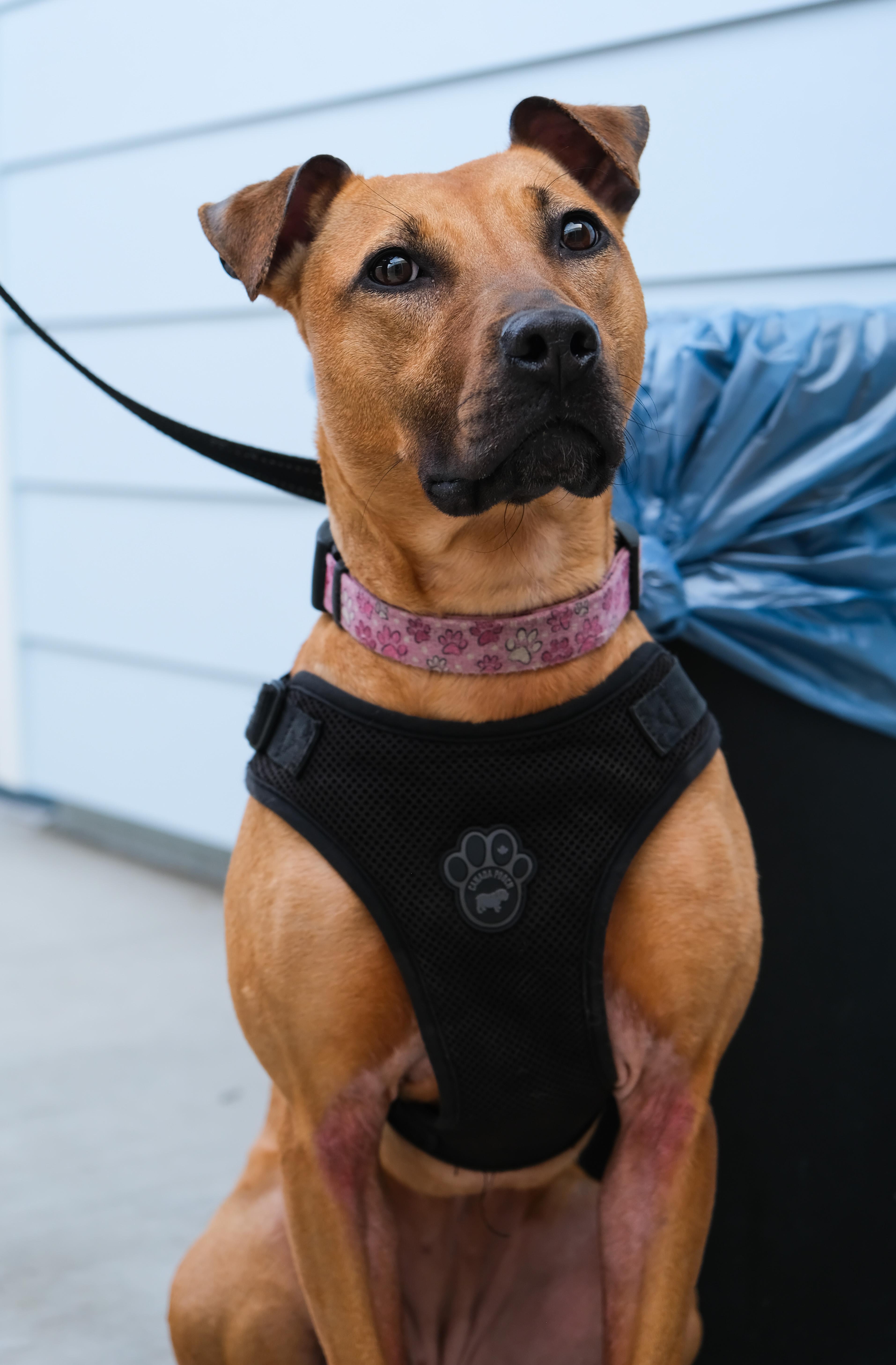 Enlarge Jubilee, a ADOPTABLE mixed breed in Newport Beach, CA image 4/4