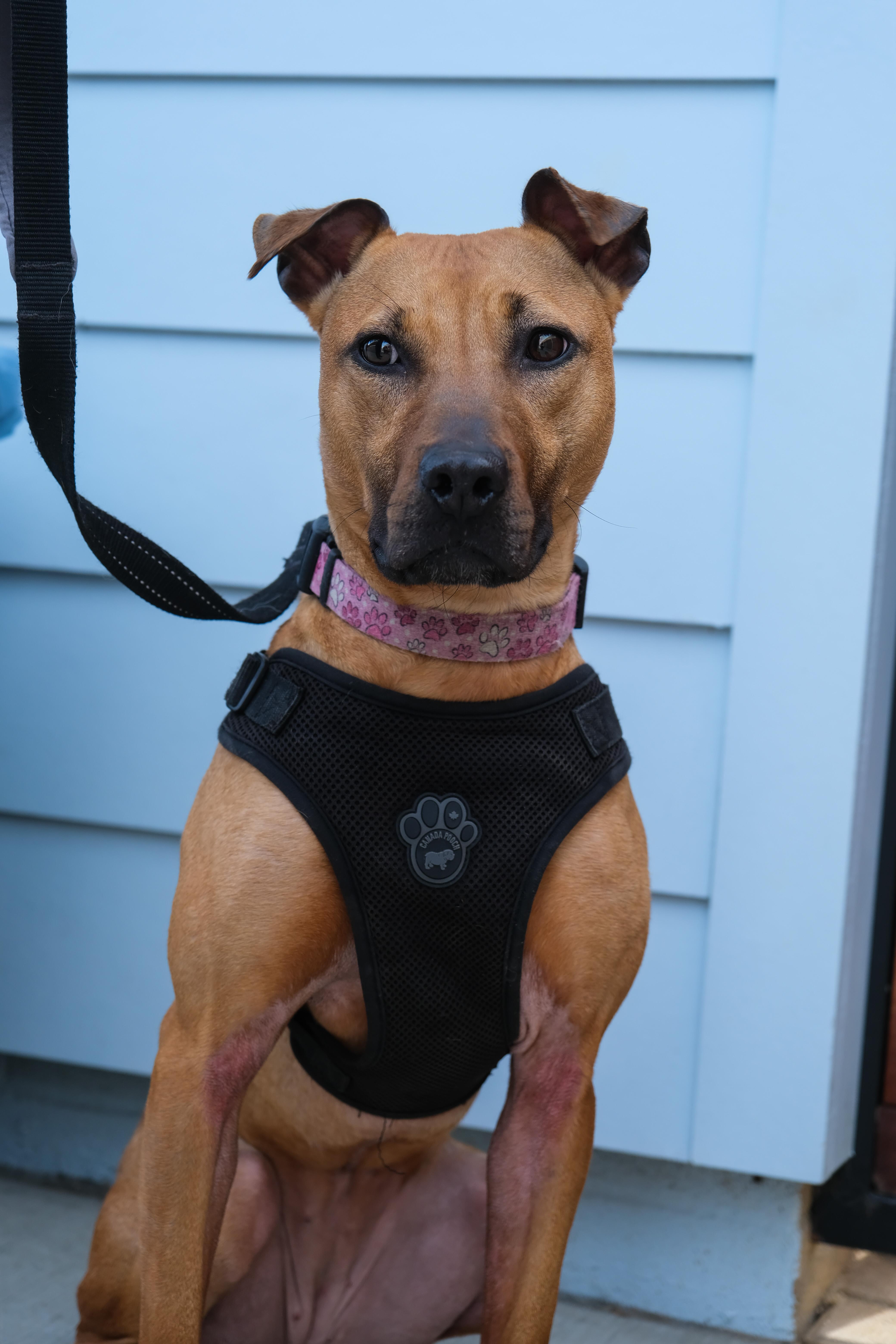 Enlarge Jubilee, a ADOPTABLE mixed breed in Newport Beach, CA image 2/4