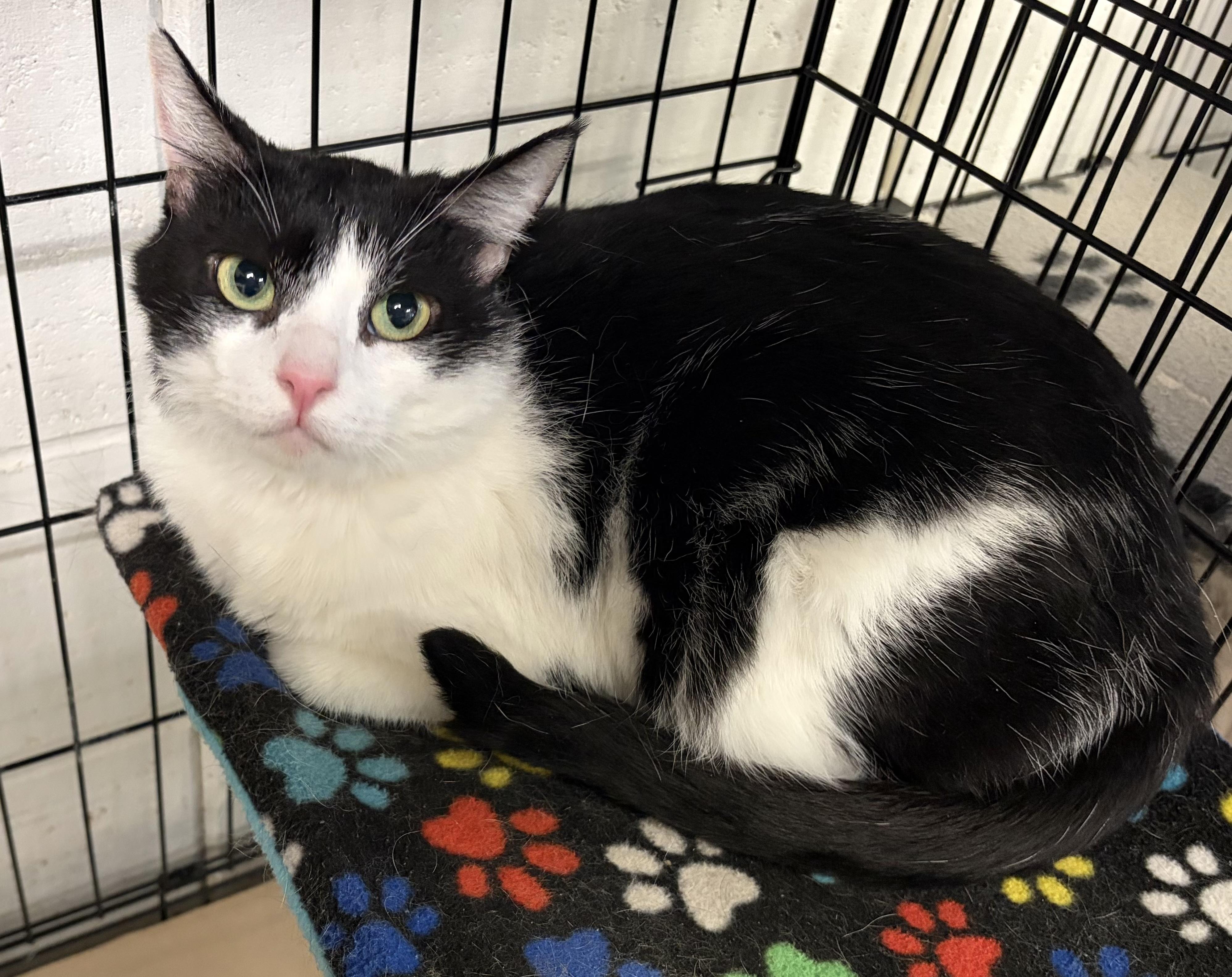 Enlarge cricket, a Adoptable Domestic Short Hair in Jackson, CA image 1/1