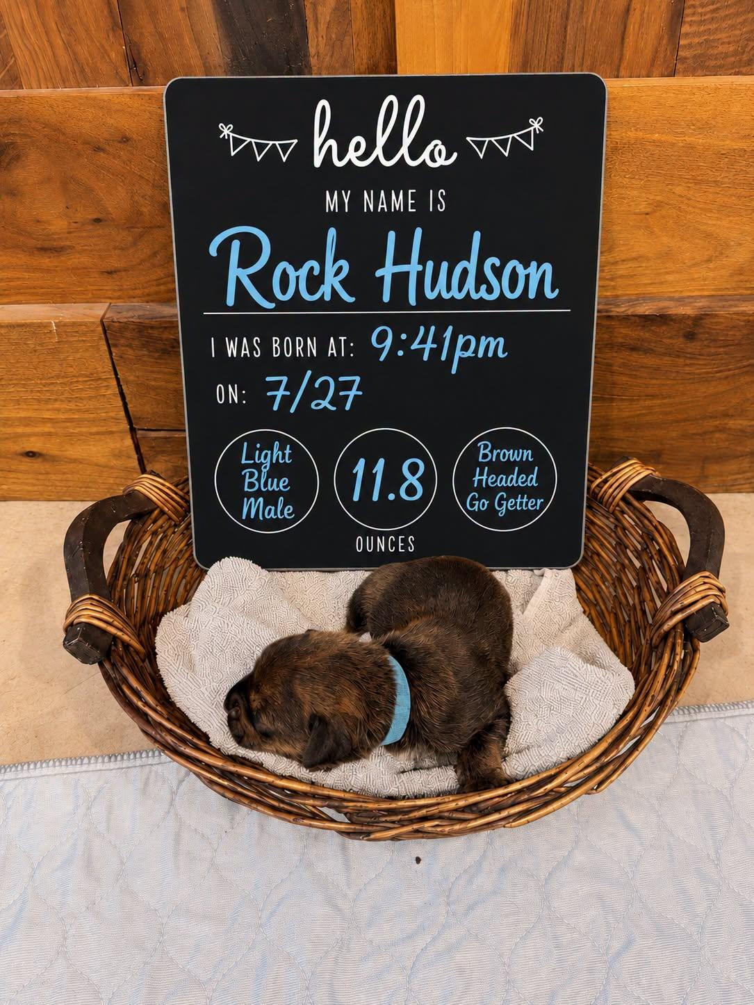 Rock Hudson, Adoptable, Puppy Male Mixed Breed.