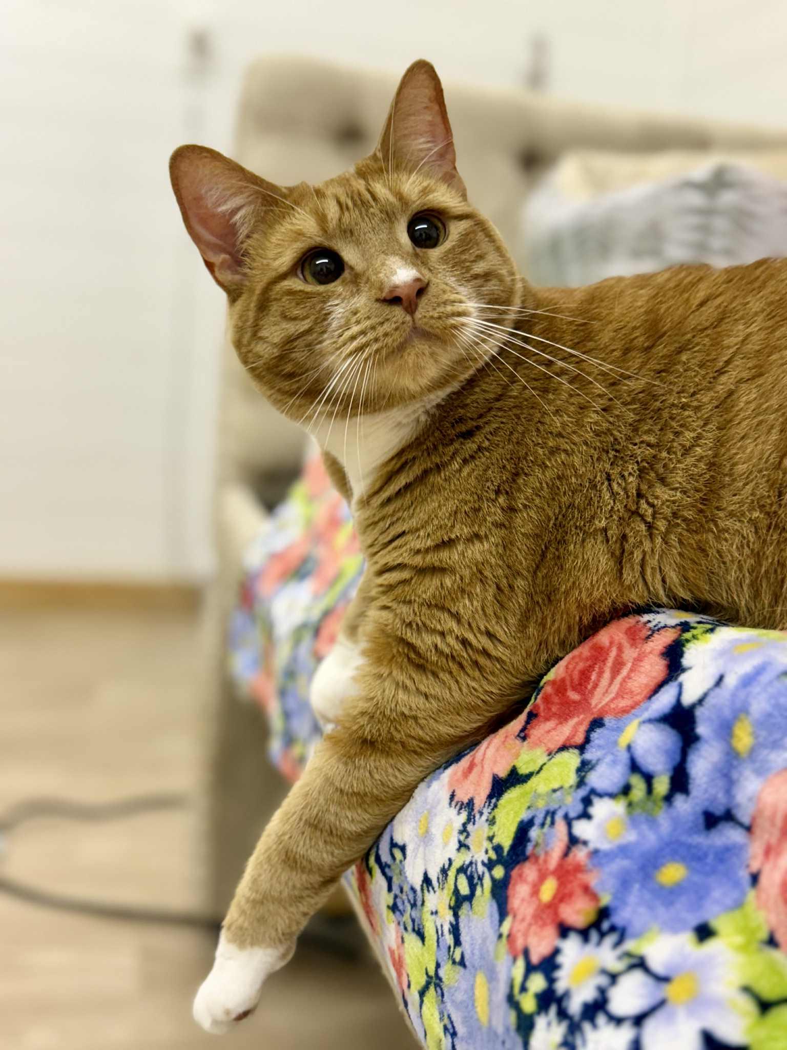 Lionel and Larry, an adoptable Domestic Short Hair in Jacksonville, FL, 32206 | Photo Image 5