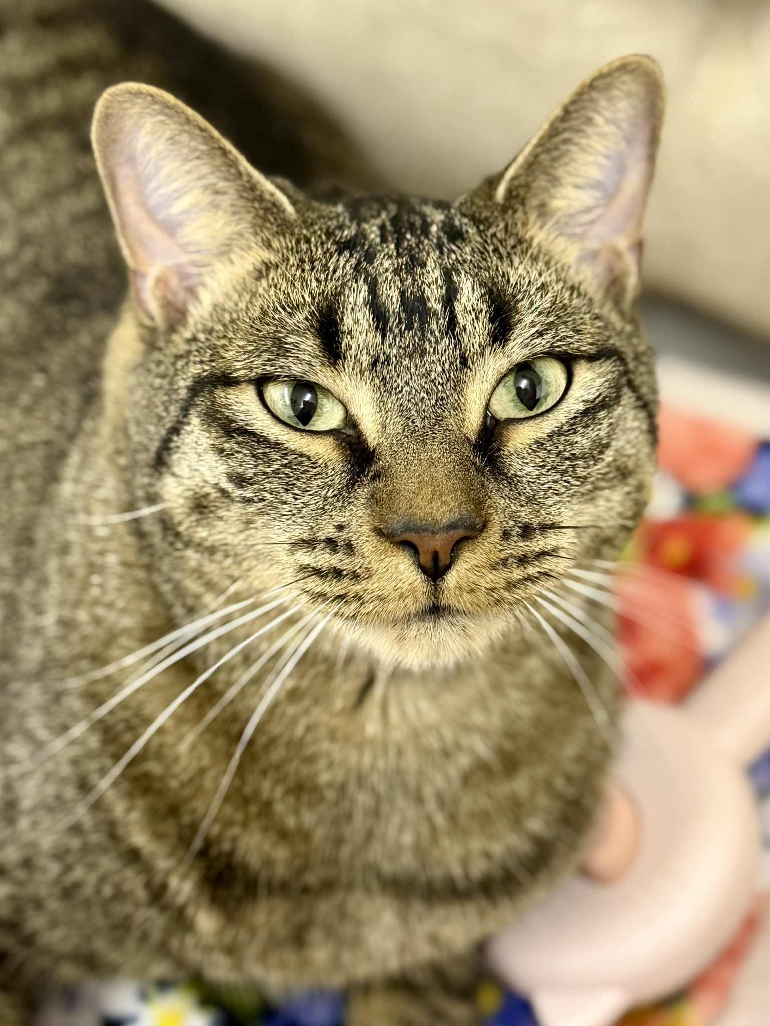 Lionel and Larry, an adoptable Domestic Short Hair in Jacksonville, FL, 32206 | Photo Image 4