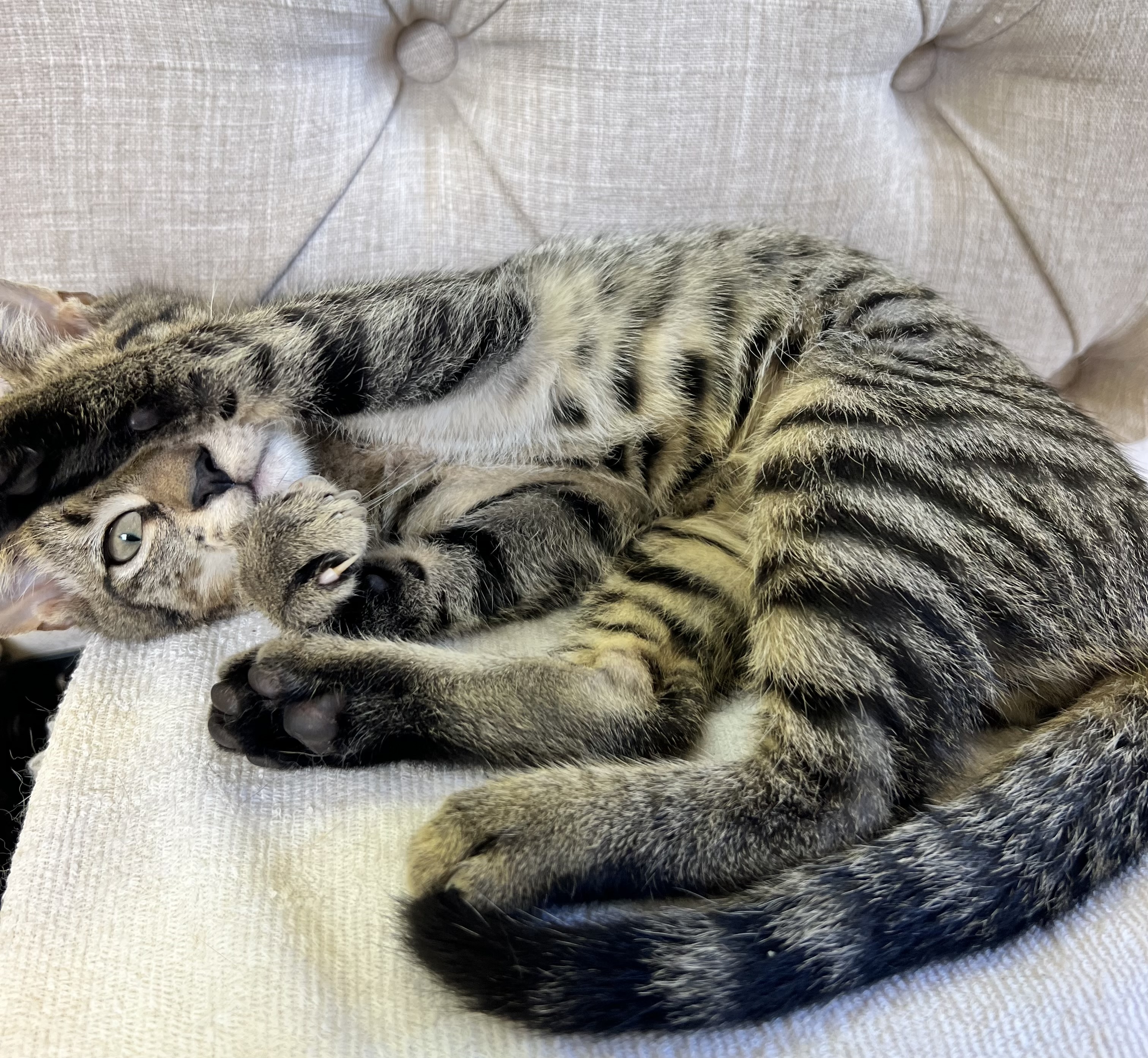 Lionel and Larry, an adoptable Domestic Short Hair in Jacksonville, FL, 32206 | Photo Image 3