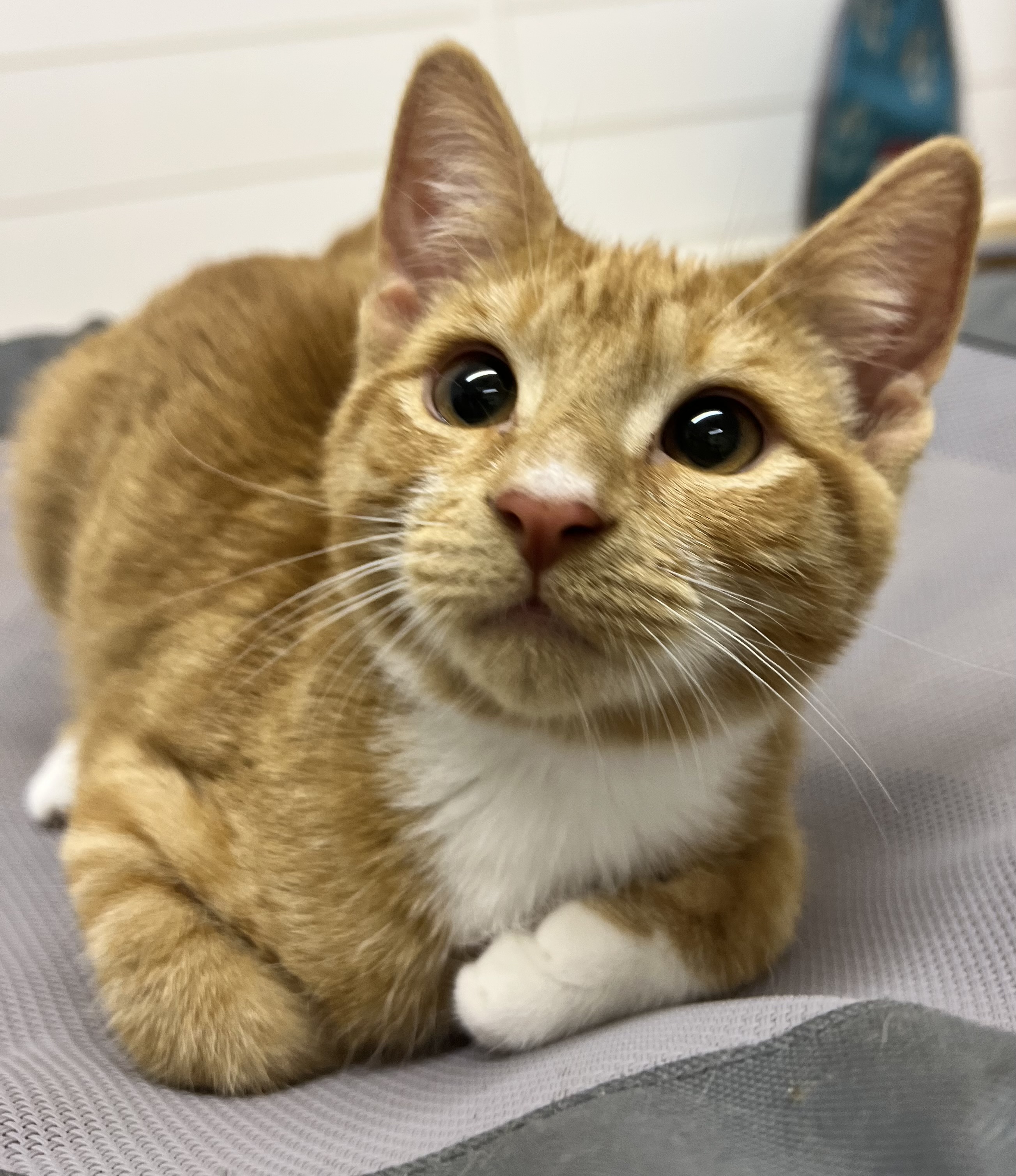 Lionel and Larry, an adoptable Domestic Short Hair in Jacksonville, FL, 32206 | Photo Image 2