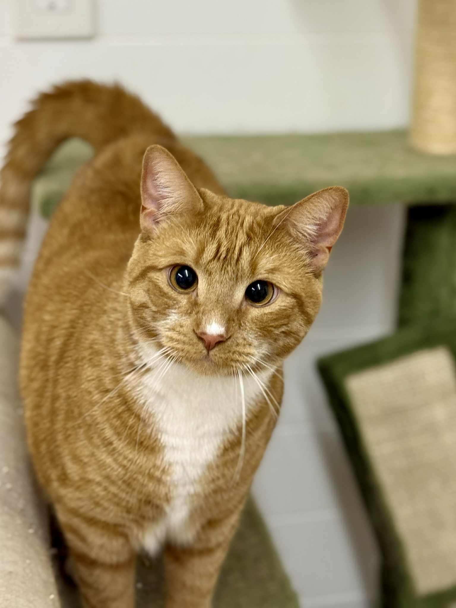 Enlarge Lionel and Larry, a Adoptable Domestic Short Hair in Jacksonville, FL image 3/5