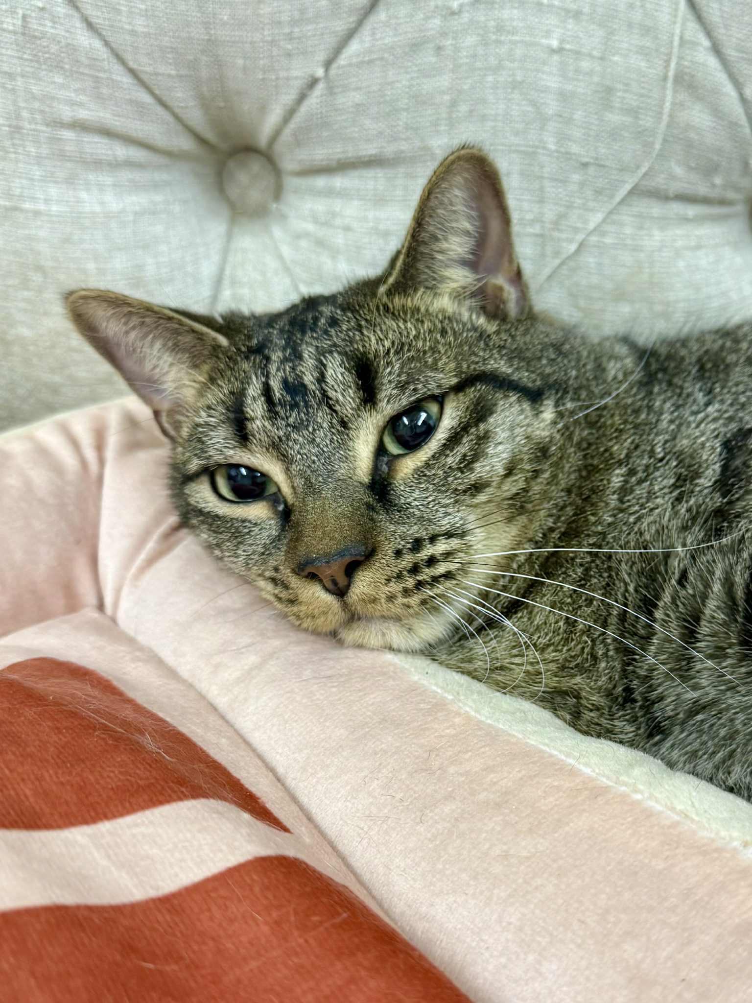 Enlarge Lionel and Larry, a Adoptable Domestic Short Hair in Jacksonville, FL image 4/5