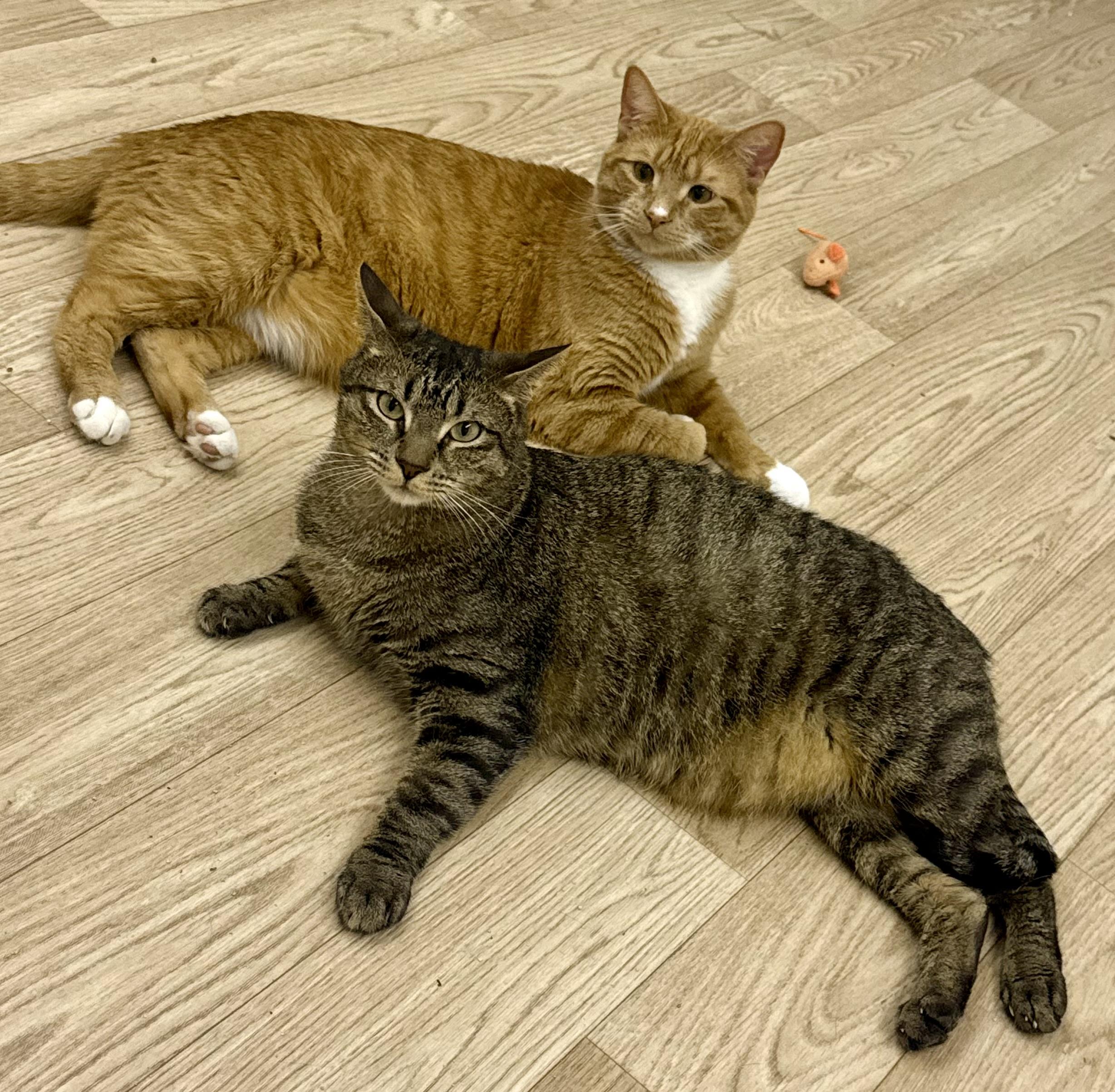 Lionel and Larry, an adoptable Domestic Short Hair in Jacksonville, FL, 32206 | Photo Image 1