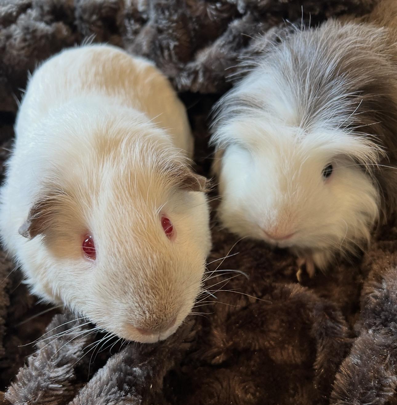 Enlarge Archie and Mouse, a ADOPTABLE Guinea Pig in Beaverton, OR image 2/4