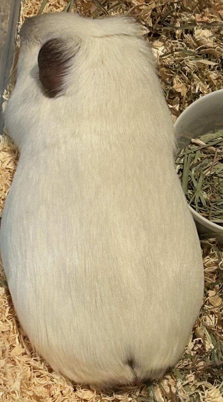Enlarge Archie and Mouse, a ADOPTABLE Guinea Pig in Beaverton, OR image 3/4