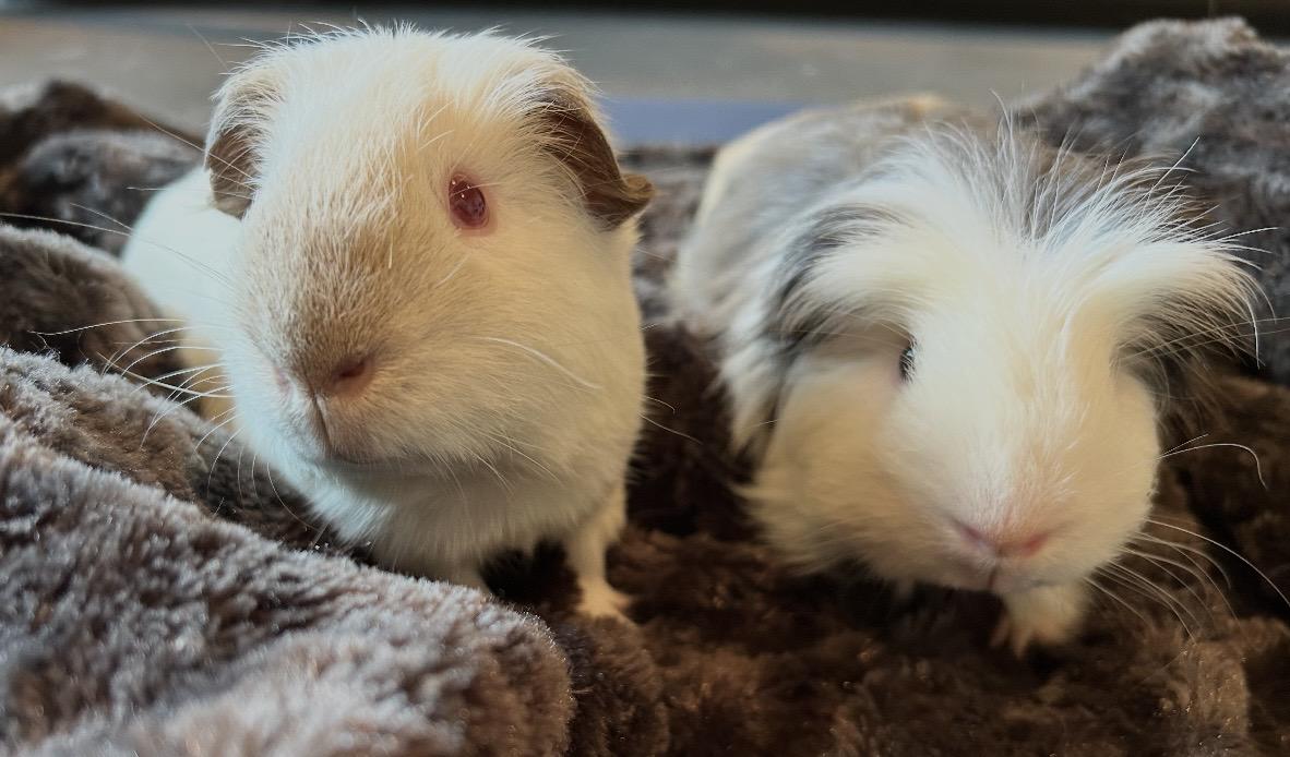Enlarge Archie and Mouse, a ADOPTABLE Guinea Pig in Beaverton, OR image 4/4
