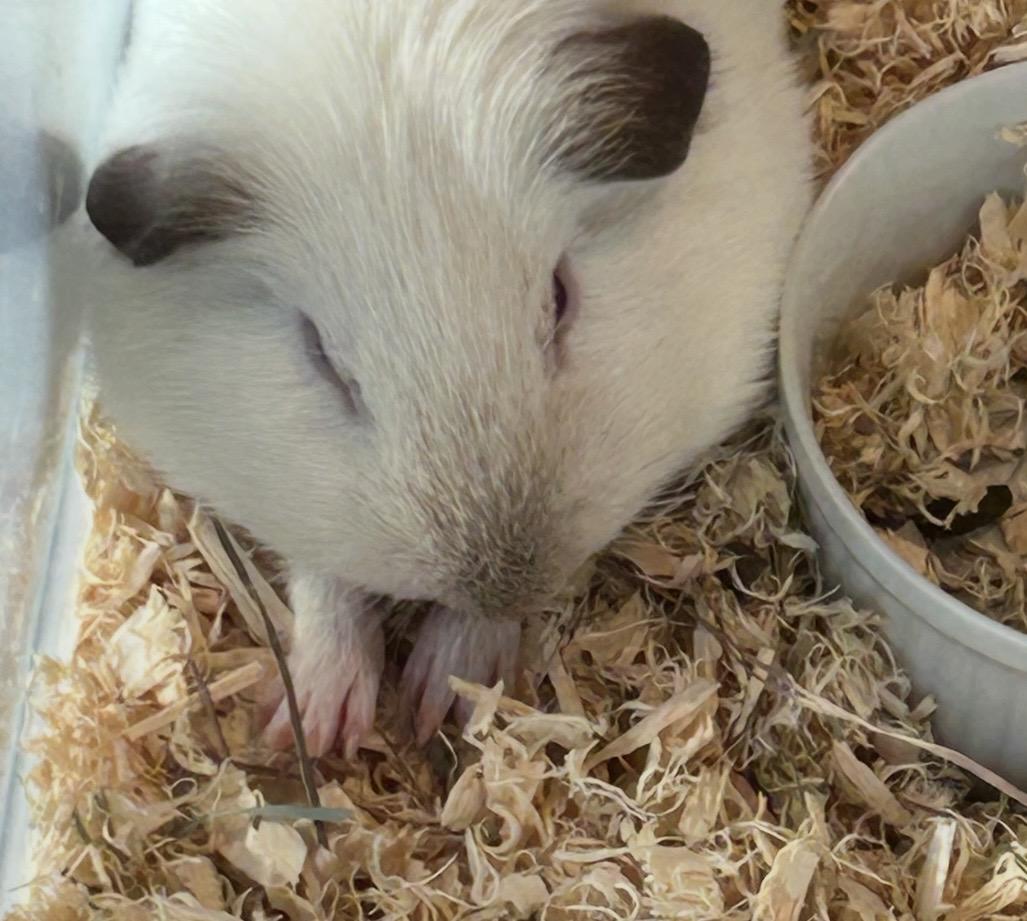 Archie and Mouse, ADOPTABLE, Young Male Guinea Pig.