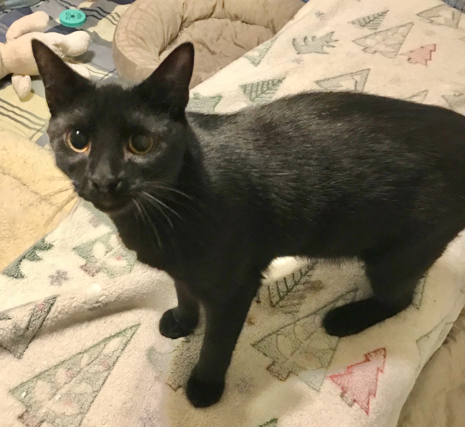 Cole (Special Adoption Fee), a Adoptable Domestic Short Hair in Smithfield, NC image 2/3