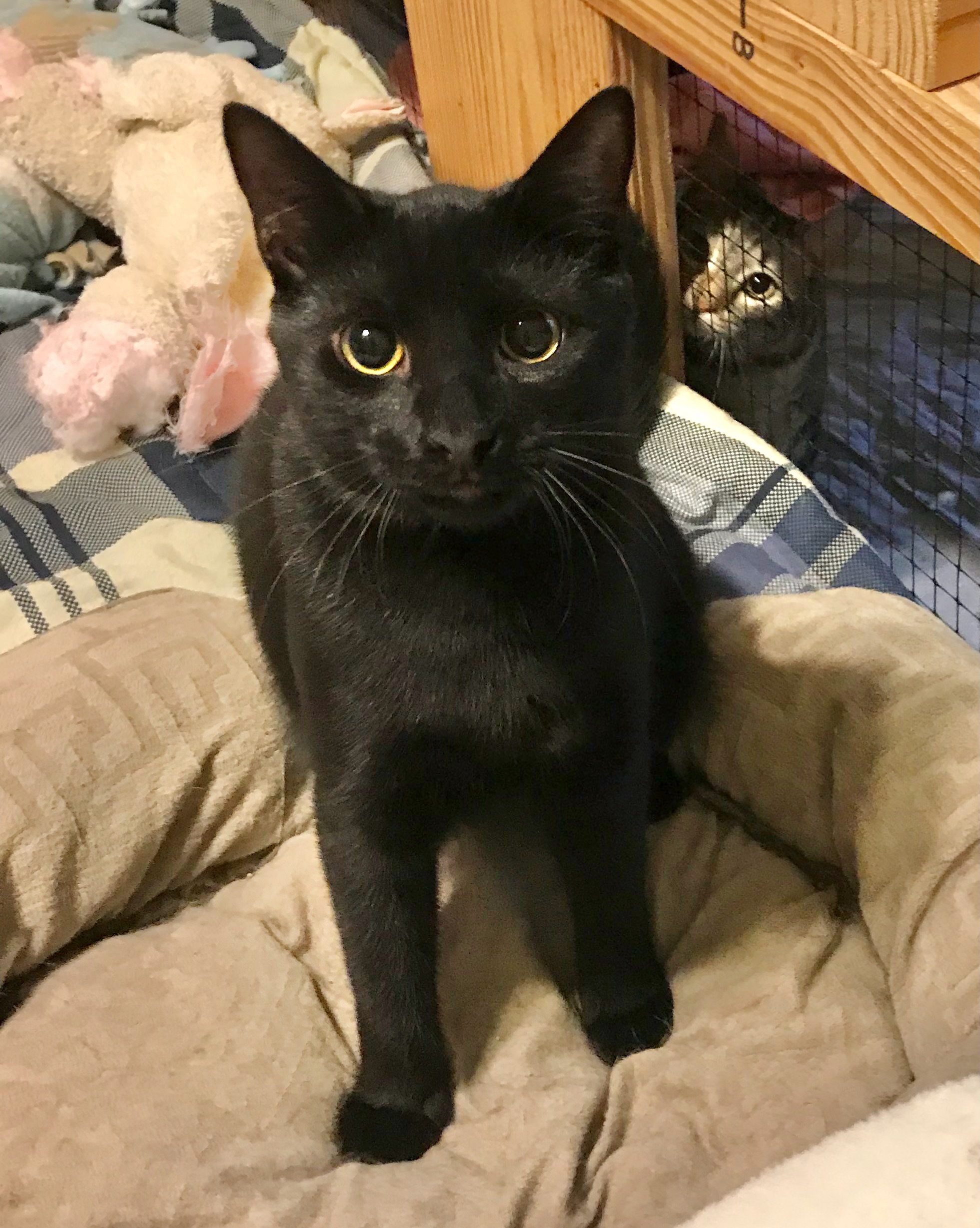 Cole (Special Adoption Fee), a Adoptable Domestic Short Hair in Smithfield, NC image 3/3