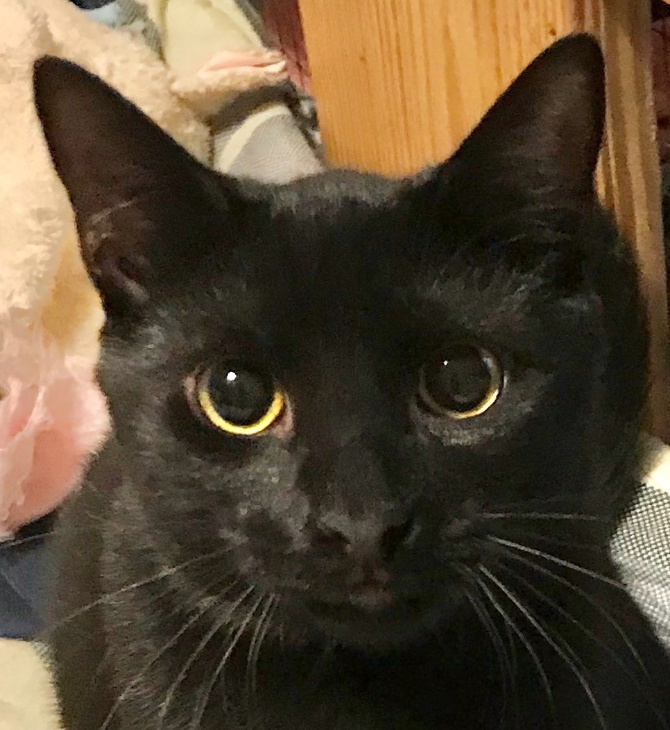 Cole (Special Adoption Fee), a Adoptable Domestic Short Hair in Smithfield, NC image 1/3