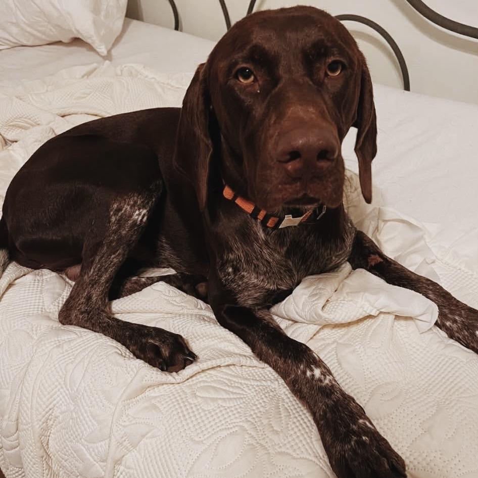 Ryder, Adoptable, Adult Male German Shorthaired Pointer.