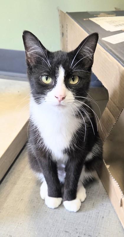 Enlarge June, a Adoptable mixed breed in South Bend, IN image 2/2