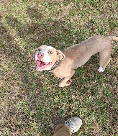 Scarlet, Adoptable, Adult Female Pit Bull Terrier & Mixed Breed.