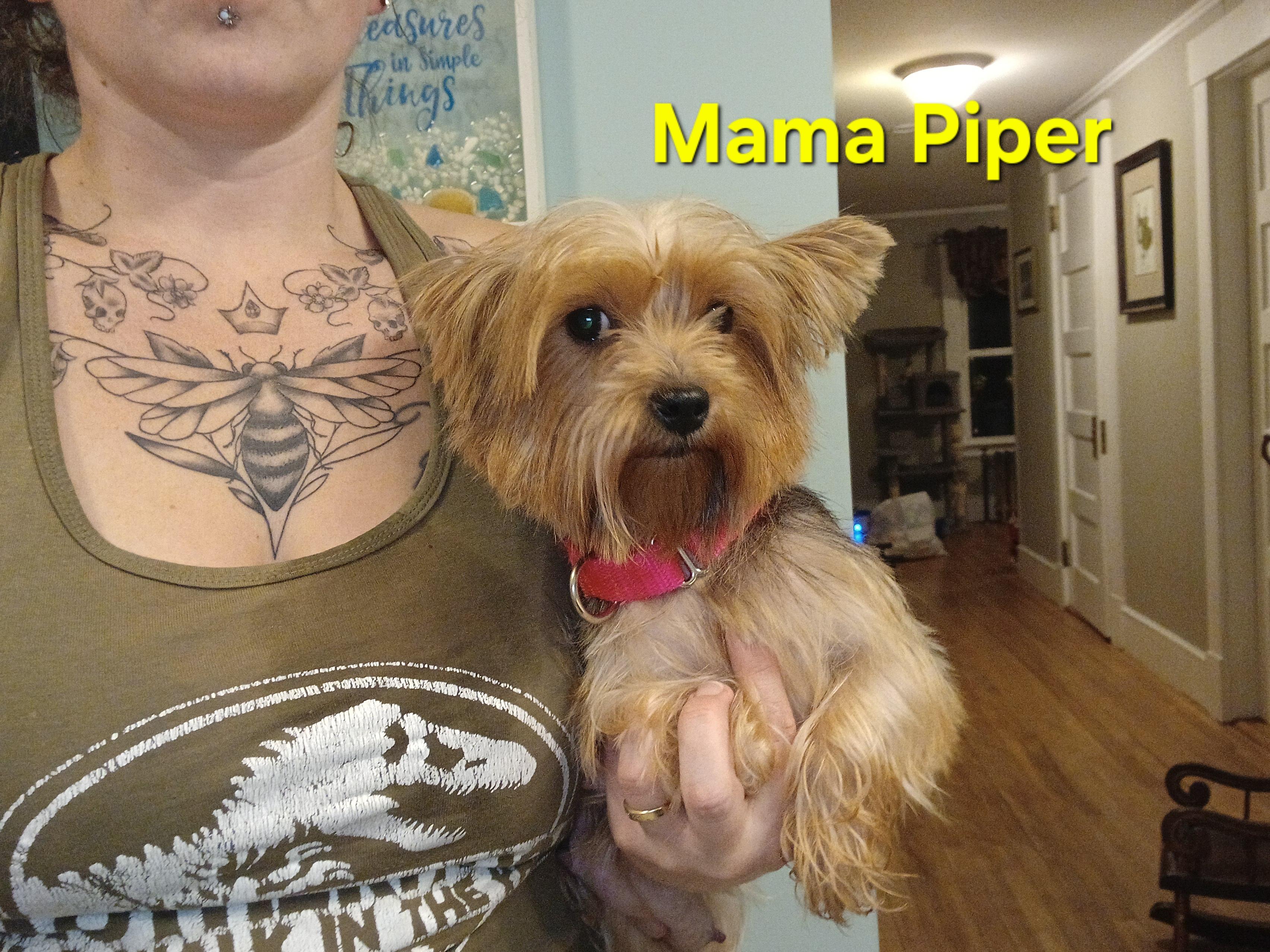 Tad Paradise, an adopted Yorkshire Terrier in Andover, MA image 6/6