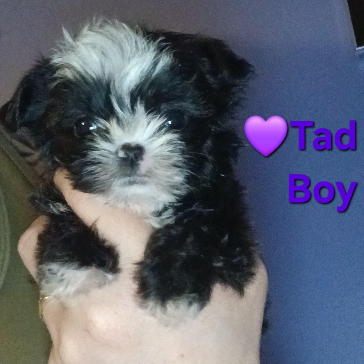Tad Paradise, an adopted Yorkshire Terrier in Andover, MA image 1/6