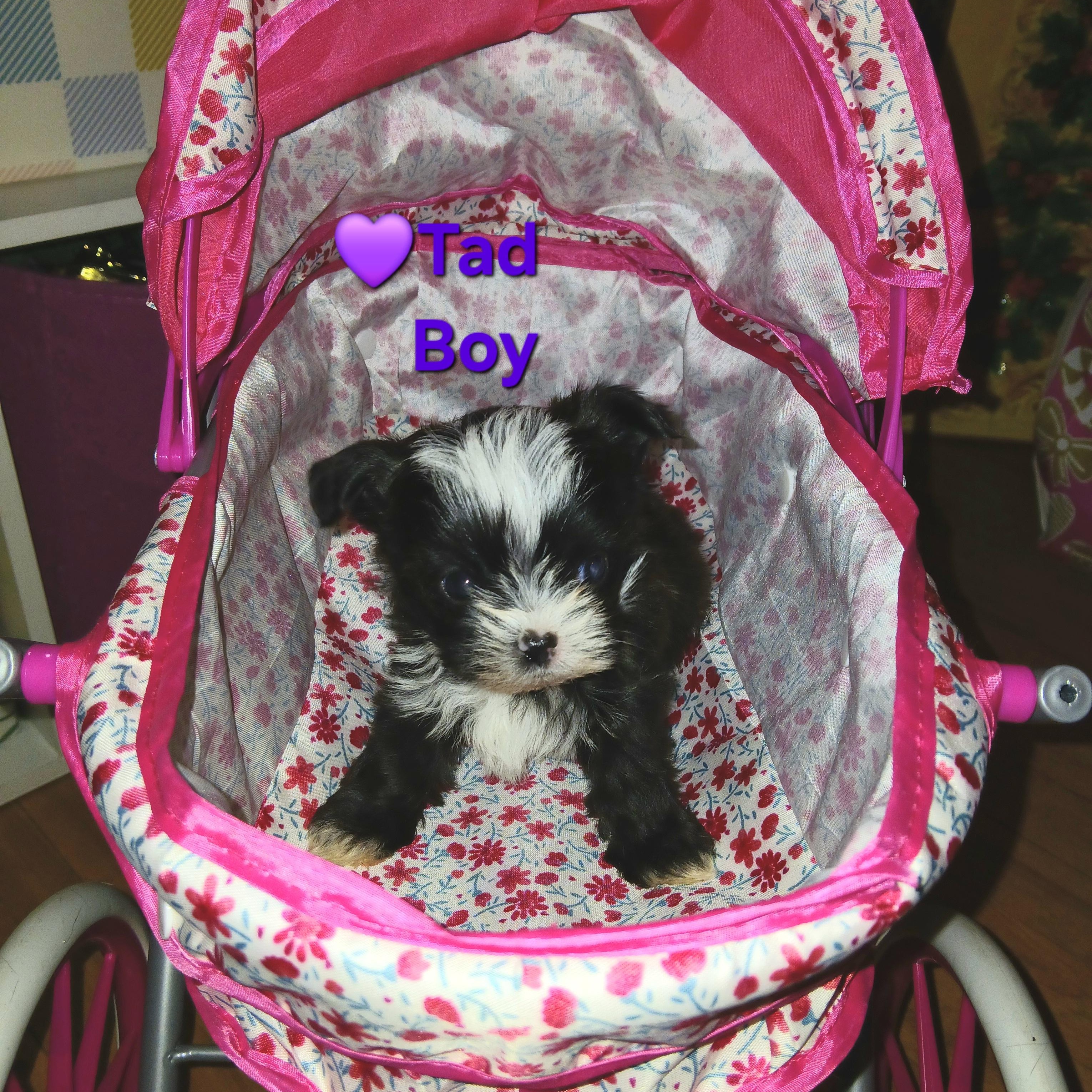 Tad Paradise, an adopted Yorkshire Terrier in Andover, MA image 2/6