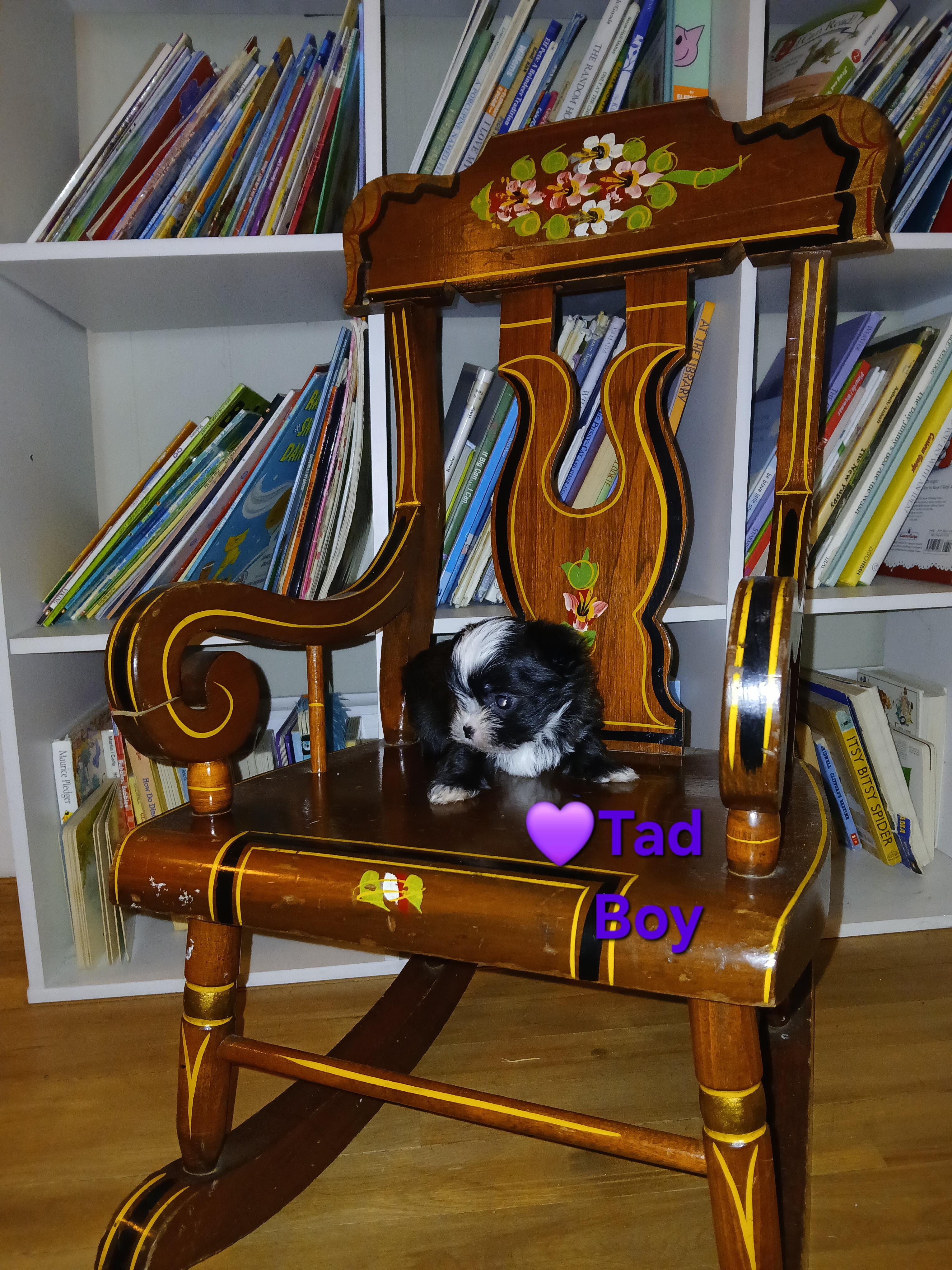 Tad Paradise, an adopted Yorkshire Terrier in Andover, MA image 5/6