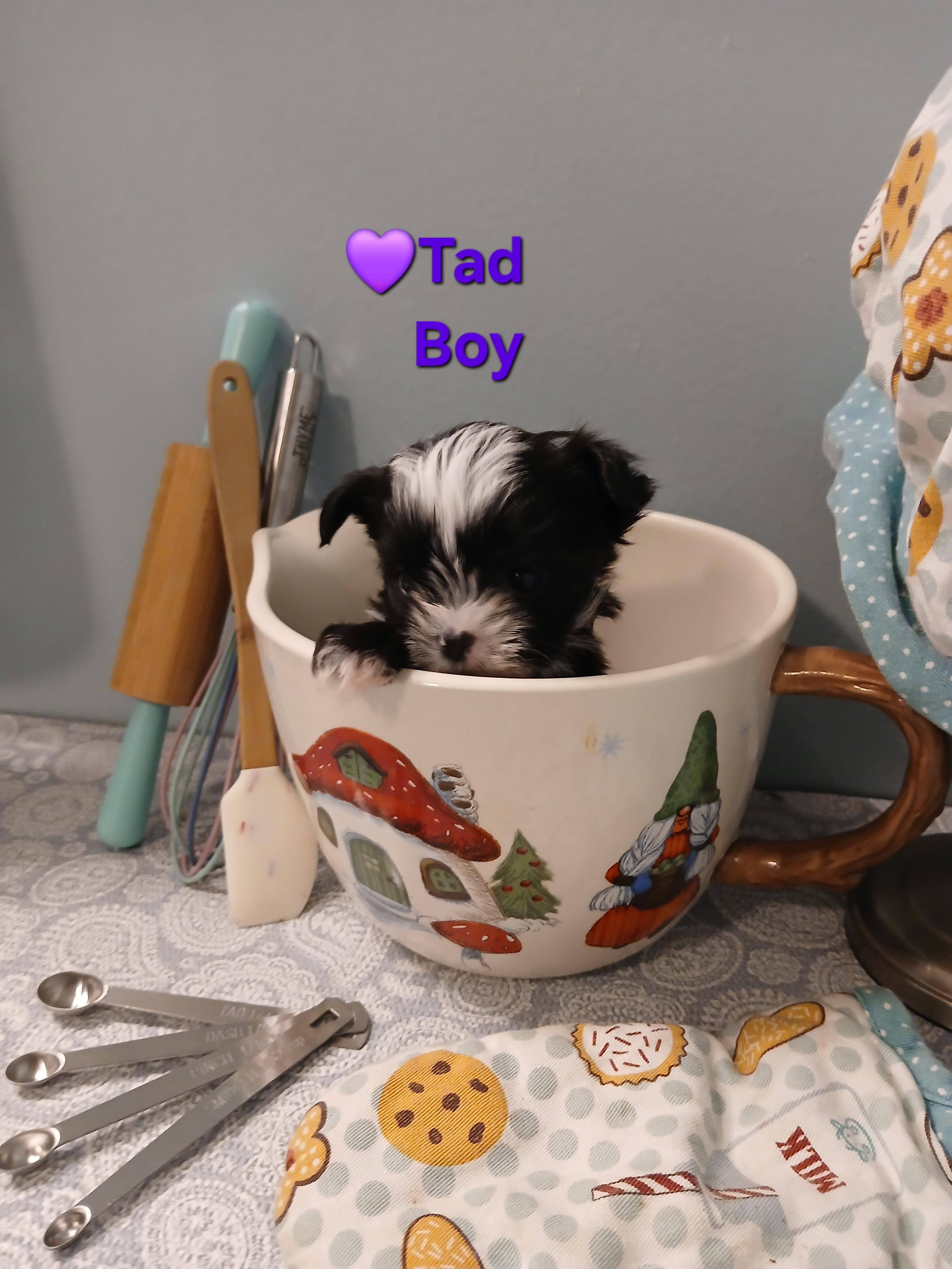 Tad Paradise, an adopted Yorkshire Terrier in Andover, MA image 3/6