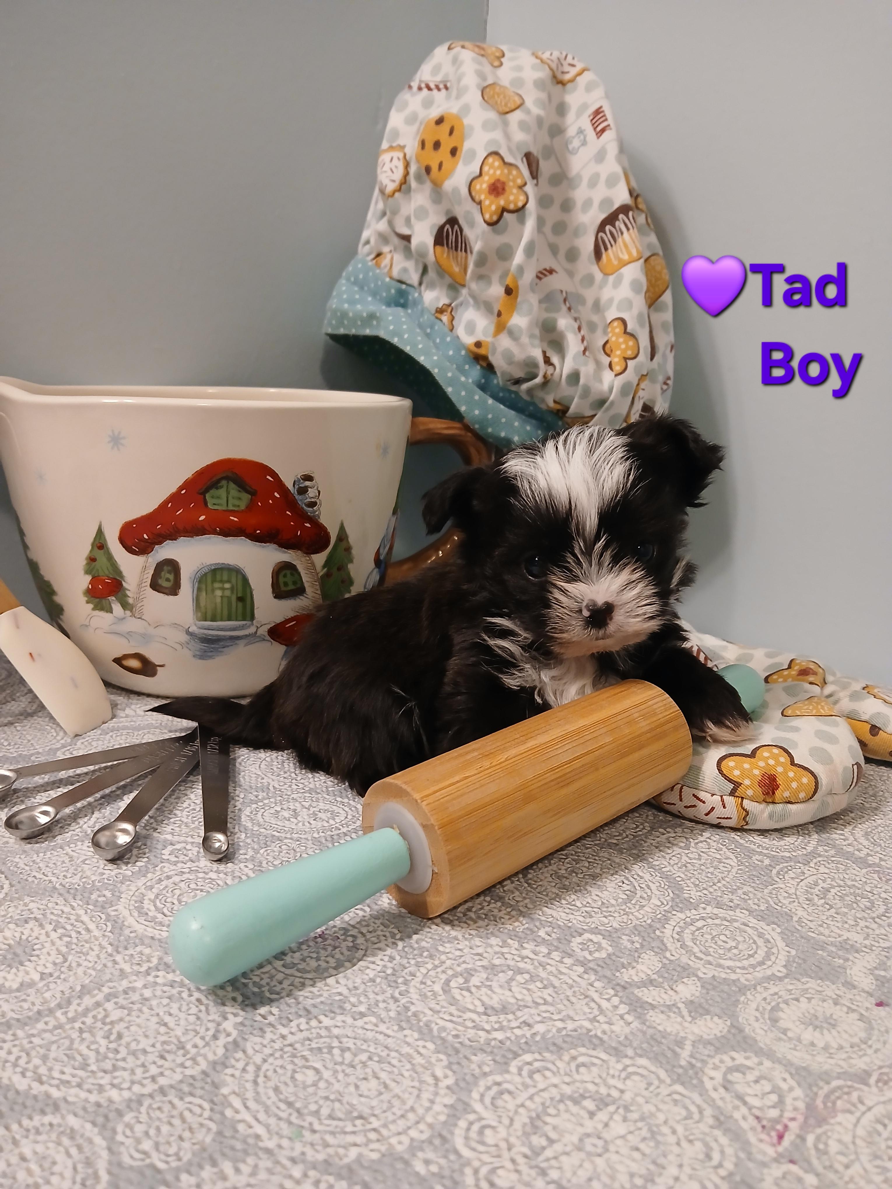 Tad Paradise, an adopted Yorkshire Terrier in Andover, MA image 4/6