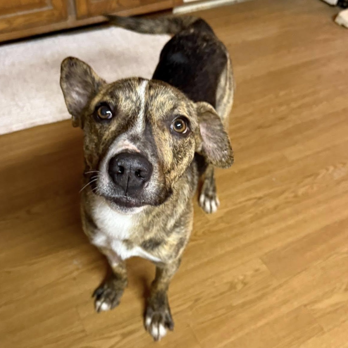 Enlarge Waldo  Witherspoon, a Adoptable mixed breed in Plainfield, IL image 2/6