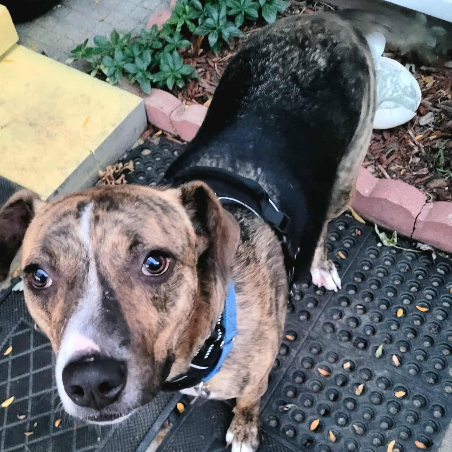 Enlarge Waldo  Witherspoon, a Adoptable mixed breed in Plainfield, IL image 3/6