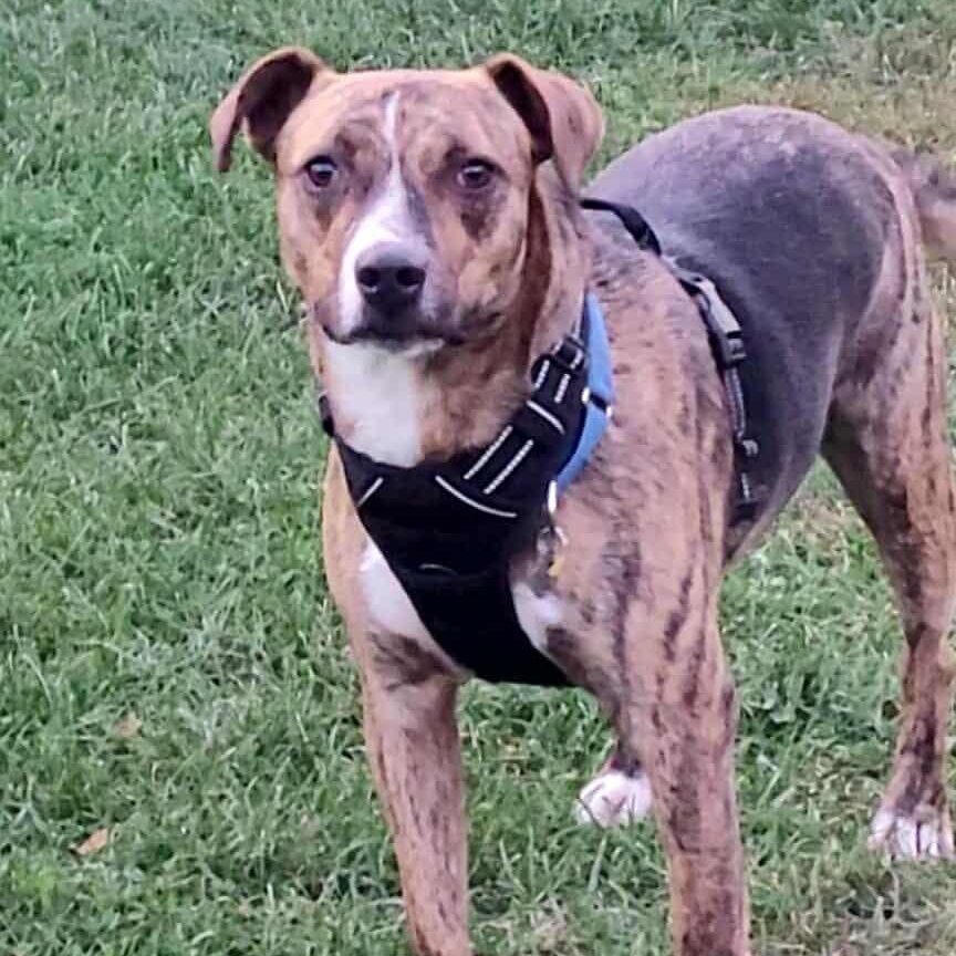 Waldo  Witherspoon, Adoptable, Young Male Mountain Cur & Plott Hound.